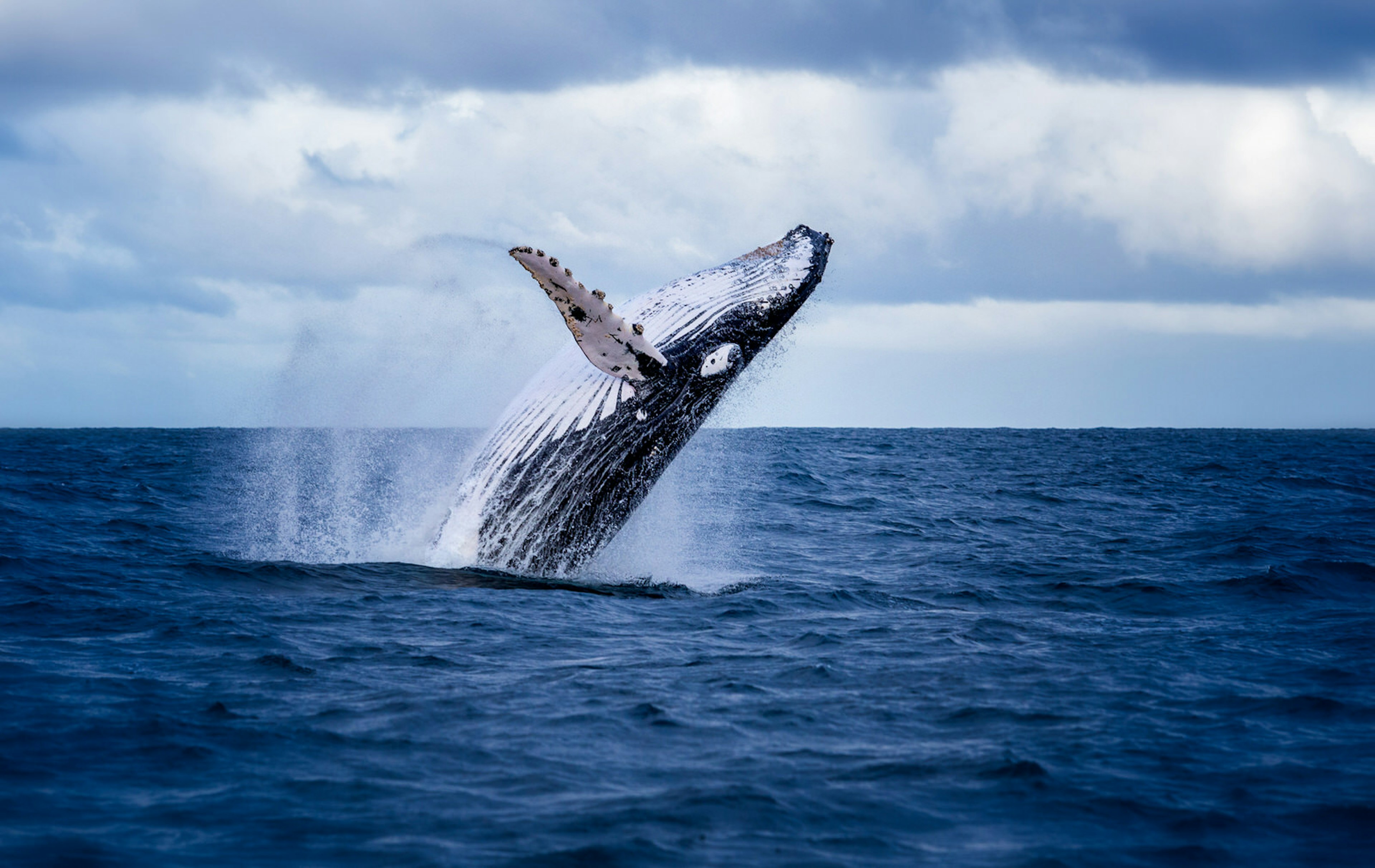 Margaret River - Humpback whale jumping out of the water just off the coast of Phillip Island © Nico Faramaz/Shutterstock