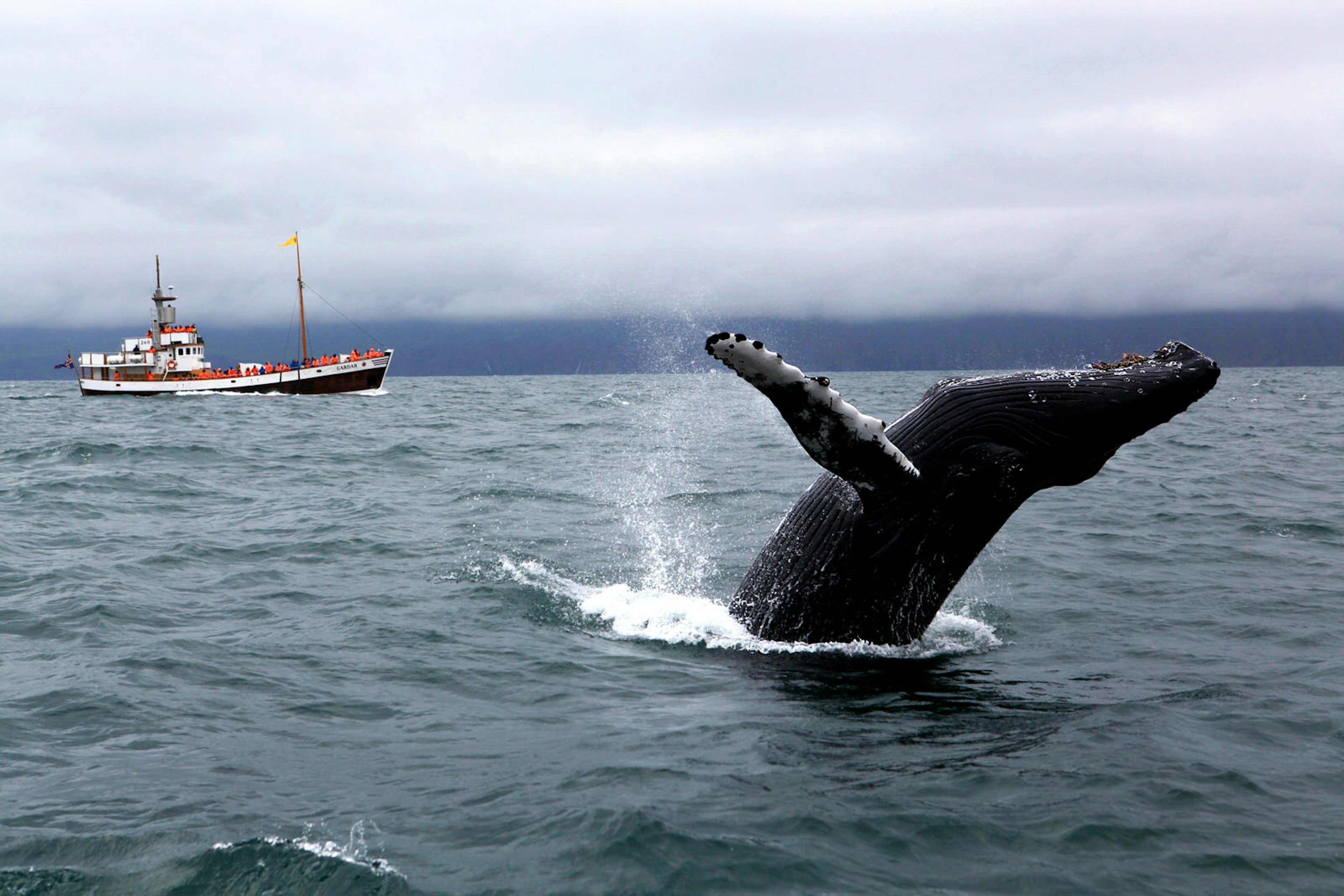 A humpback whale breaches in Skjálfandi Bay, North Iceland. This acrobatic species is one of the most commonly sighted in Iceland © Egill Bjarnason / ϰϲʿ¼