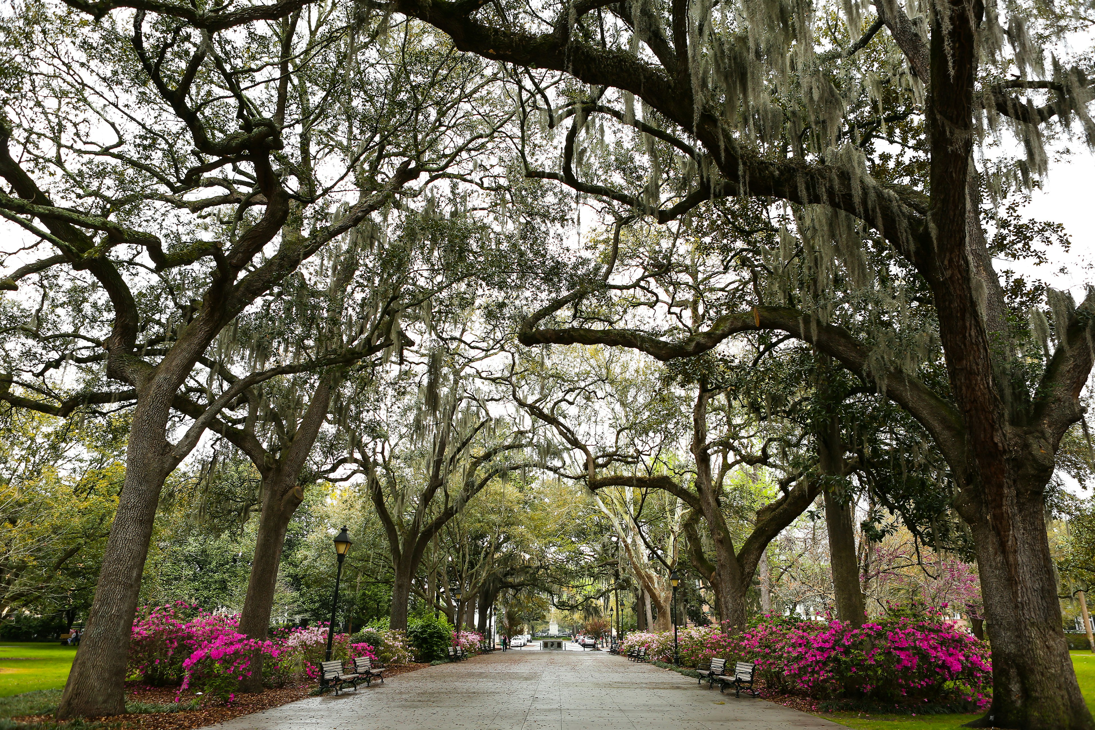 881384562
Live Oak Trees And Spanish Moss in Savannah, Georgia at Forsyth Park