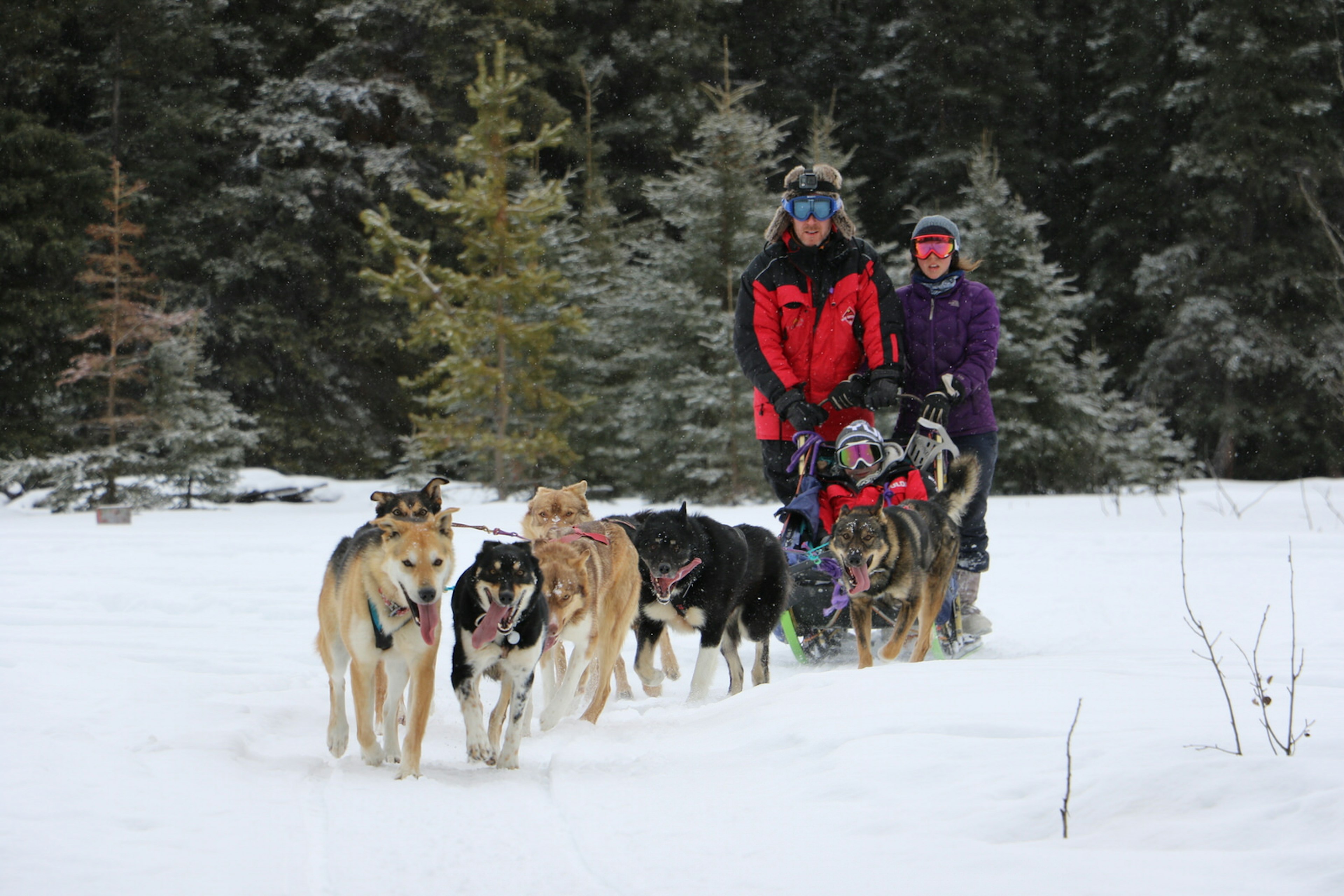 A team of sled dogs pulls three people across the snow in the Yukon Territory, with a lush alpine forest in the background © Mike MacEacheran / Lonely Planet