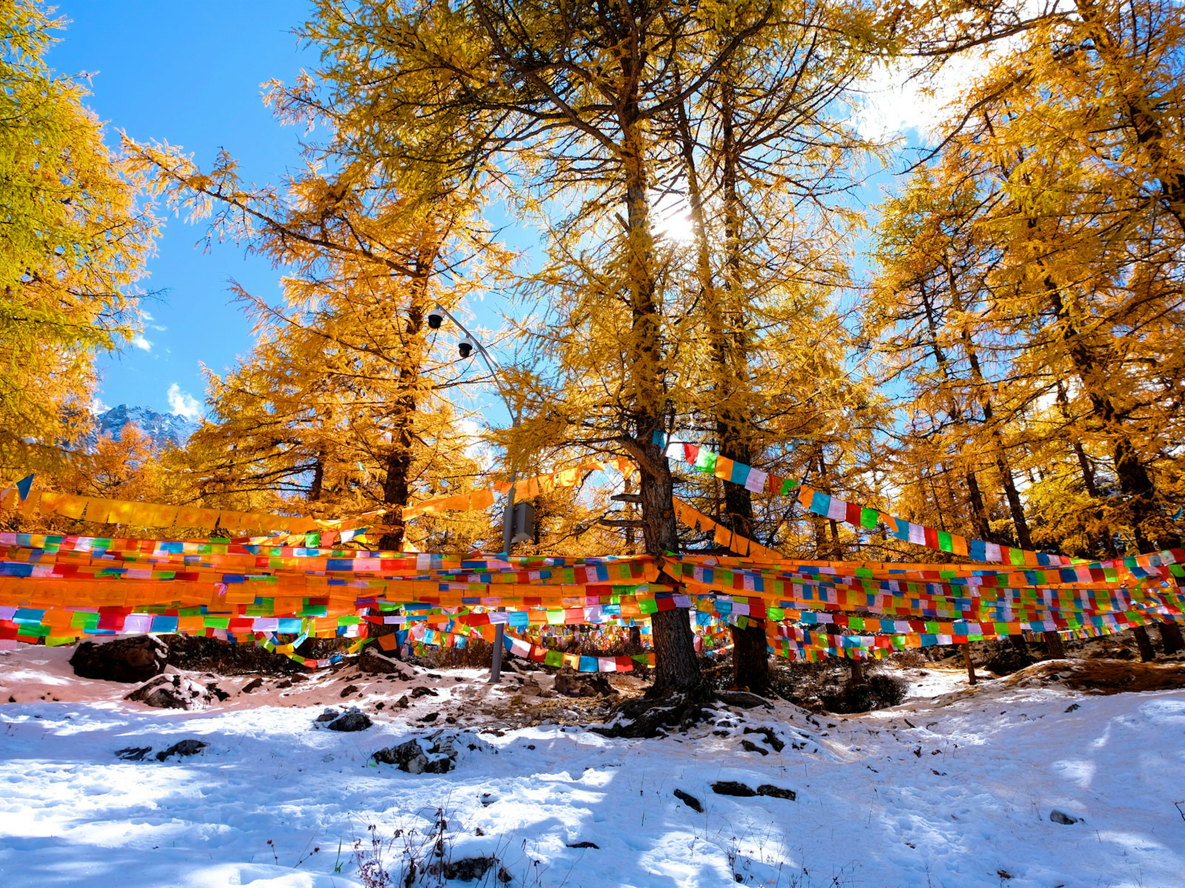 Colourful prayer flags strung between trees with yellow leaves, and snow on the ground with mountains in the background. Serene Yading Nature Reserve combines Sichuan's incredible mountain scenery and Buddhist spirituality ? Monpisut Varaganont / Shutterstock