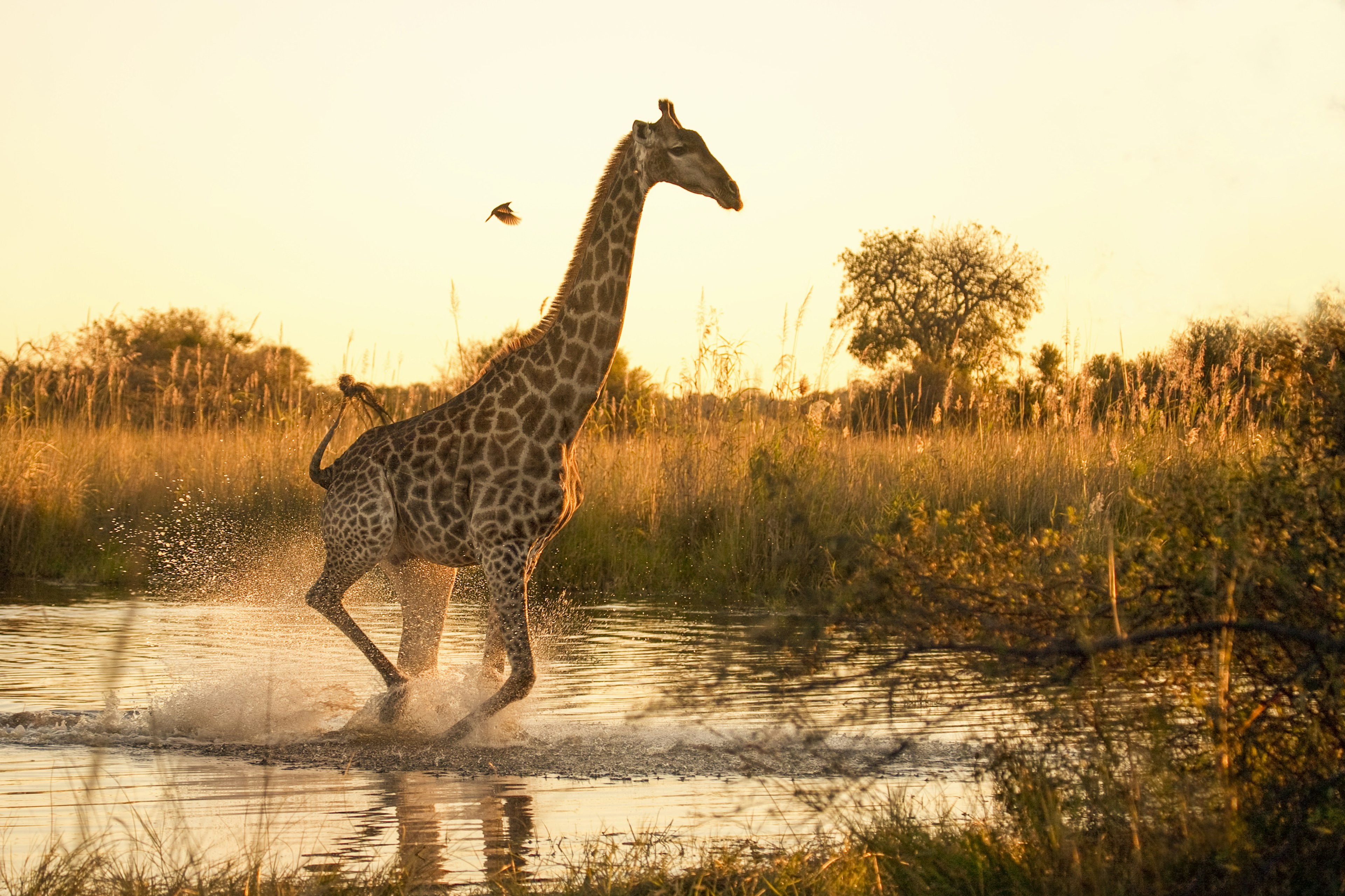 A giraffe running across a flooded area in the Moremi Game Reserve, Botswana, with a small oxpecker flying nearby.