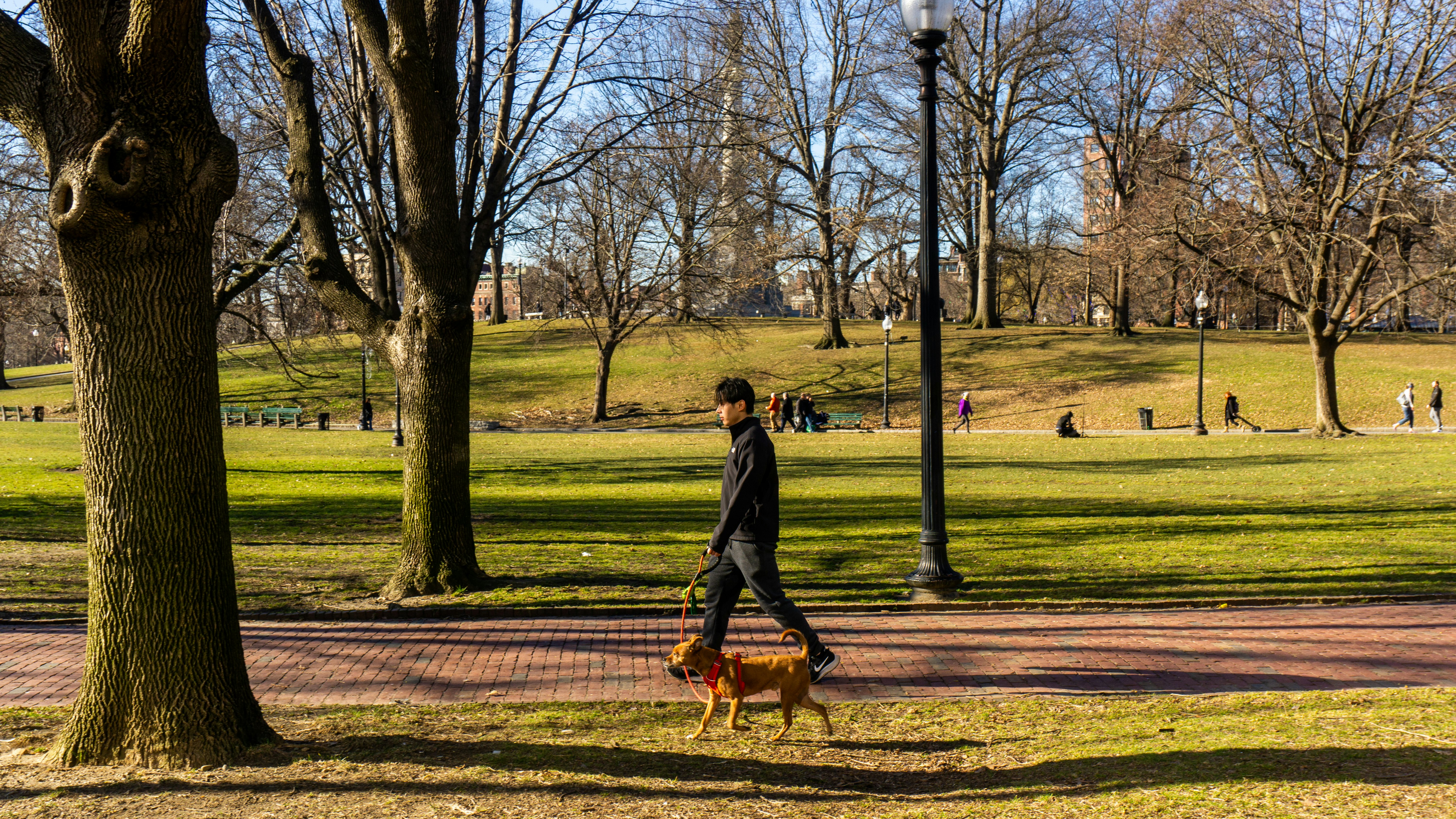 Boston Commons and Frog Park