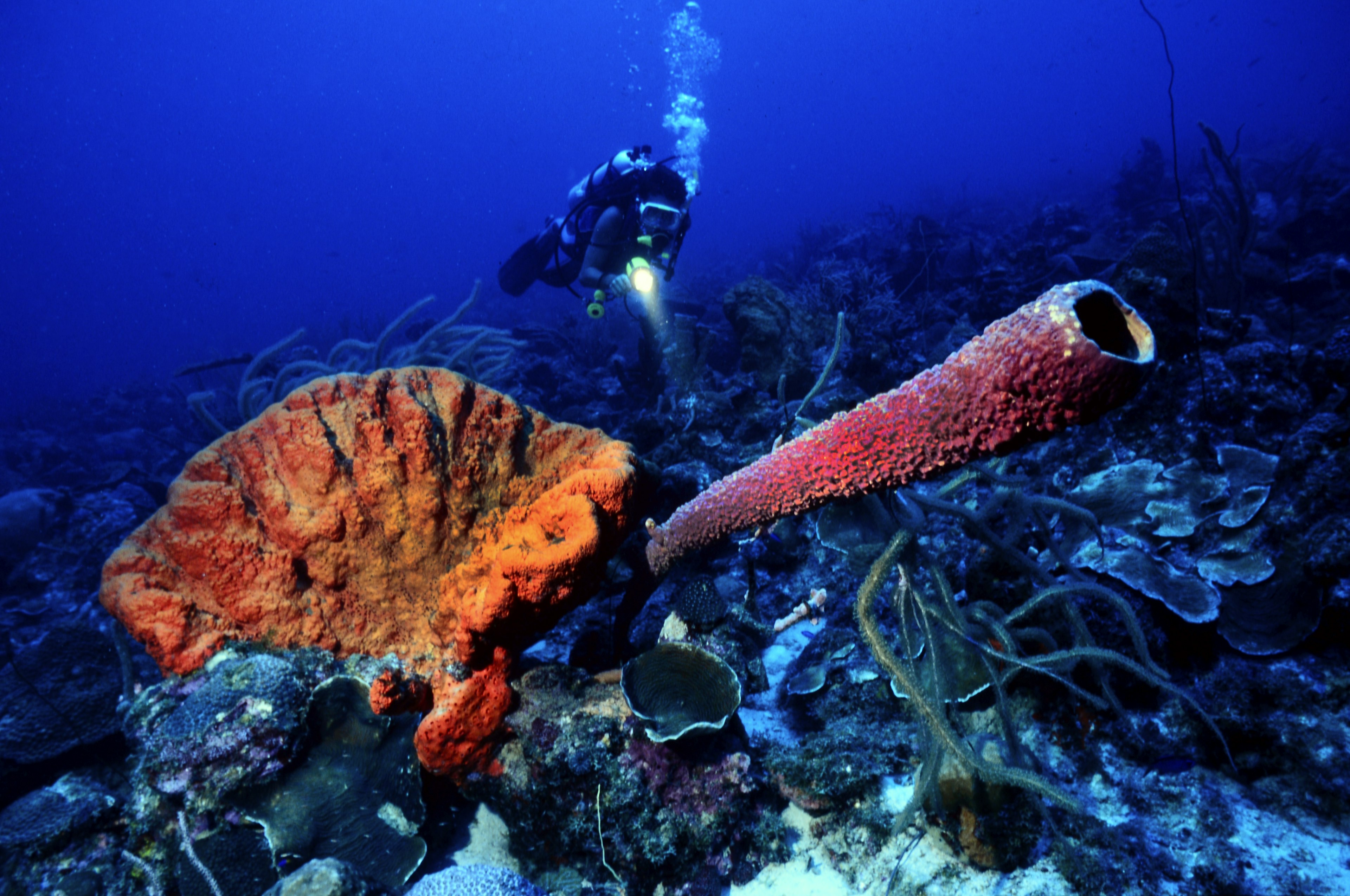 A scuba diver explores unusually shaped and brightly colored corals in the so-called Mushroom Forest near Playa Santa Cruz, ܰç