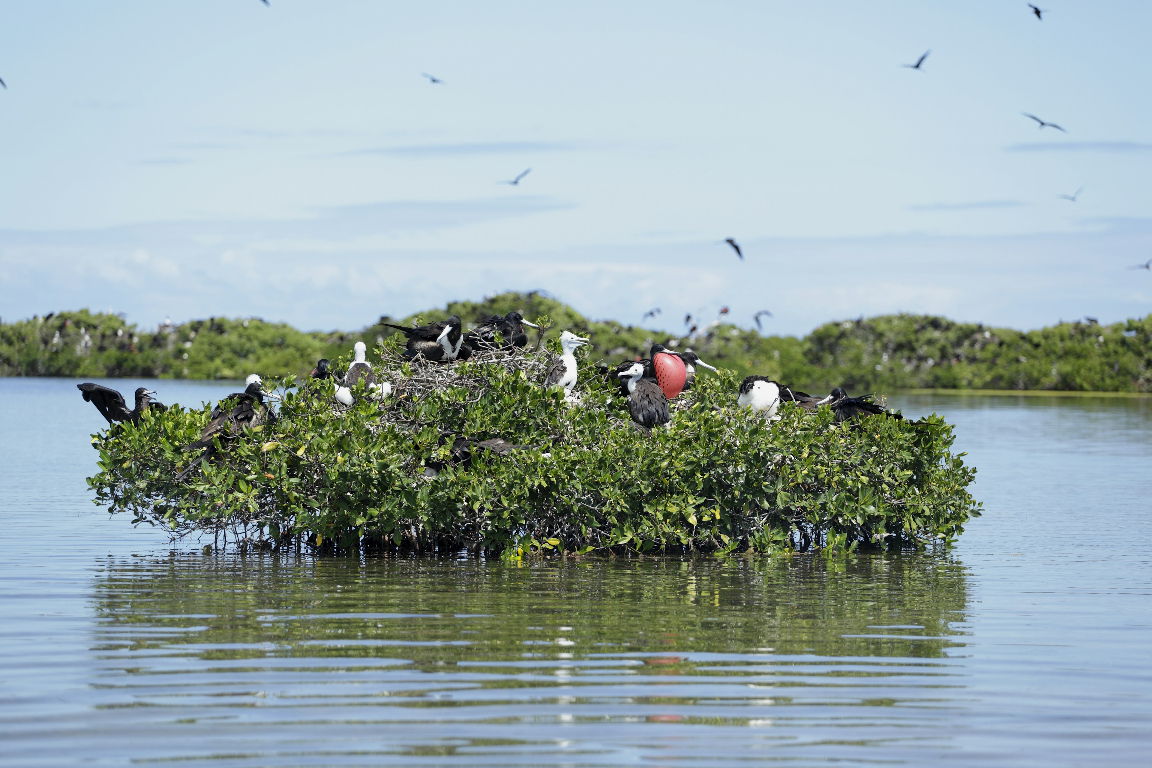 The frigate bird (Fregata magnificens) is the national bird of Antigua & Barbuda