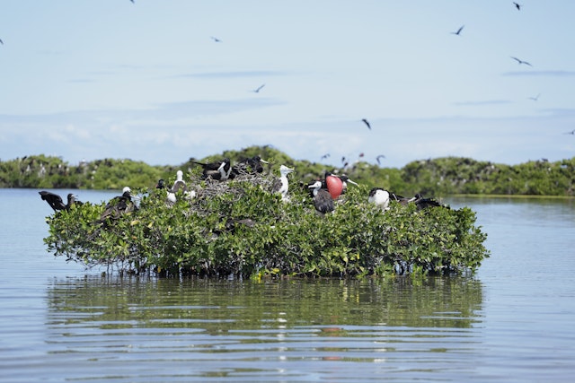 The frigate bird (Fregata magnificens) is the national bird of Antigua & Barbuda