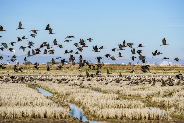 A flock of birds takes flight above a series of rice paddies on the edge of a built-up area