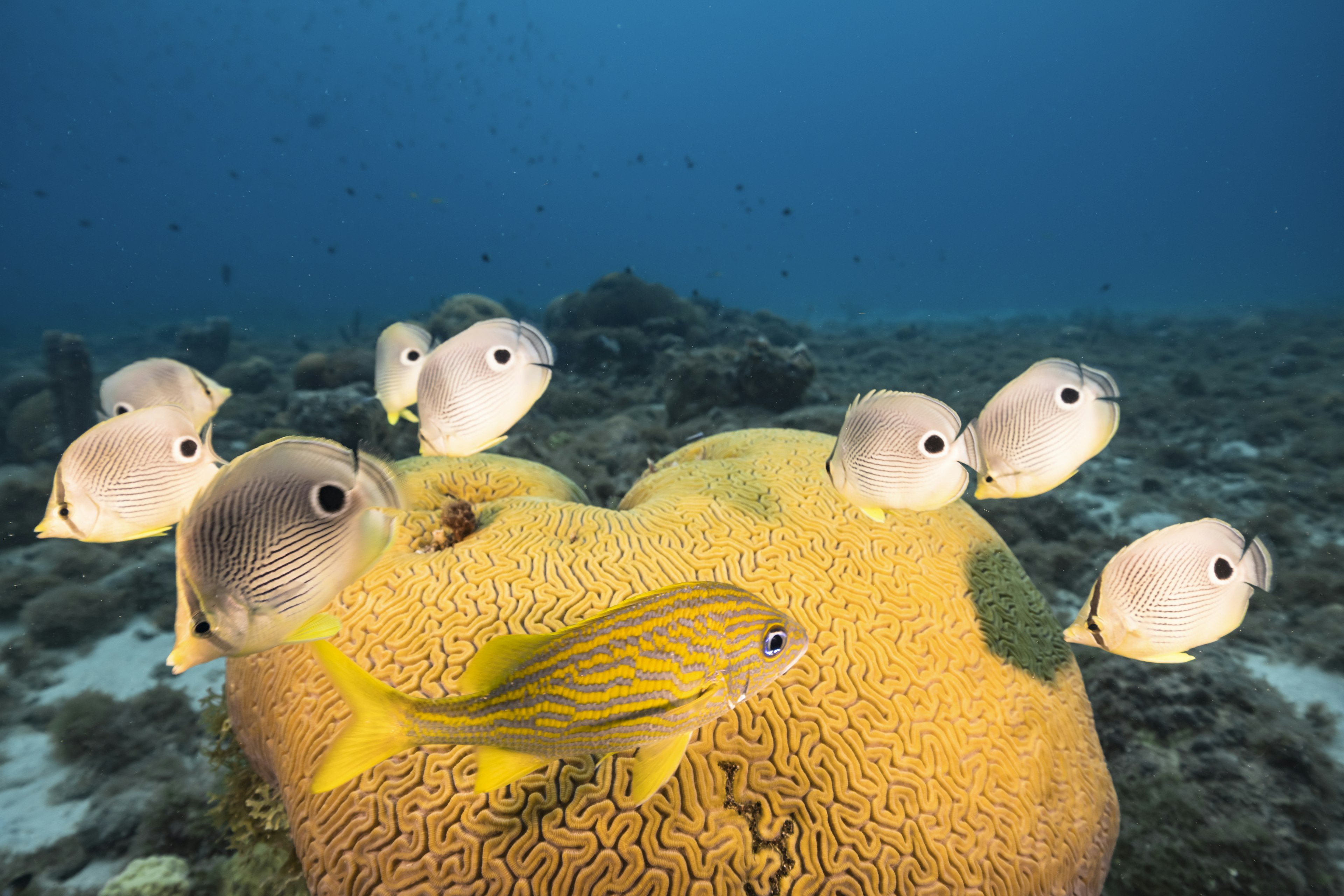 Seascape with butterflyfish while spawning of Grooved Brain Coral in coral reef of Caribbean Sea, ܰç