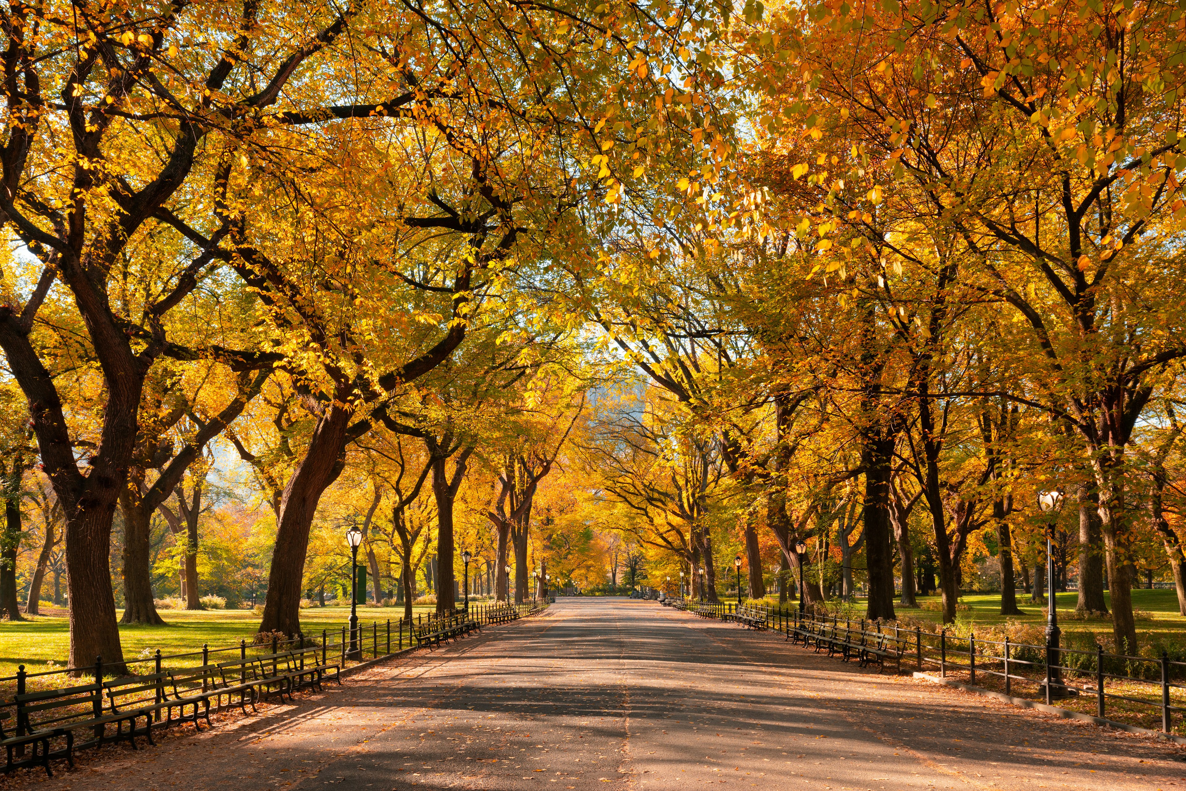 A tree-lined pathway bathed in golden autumn light