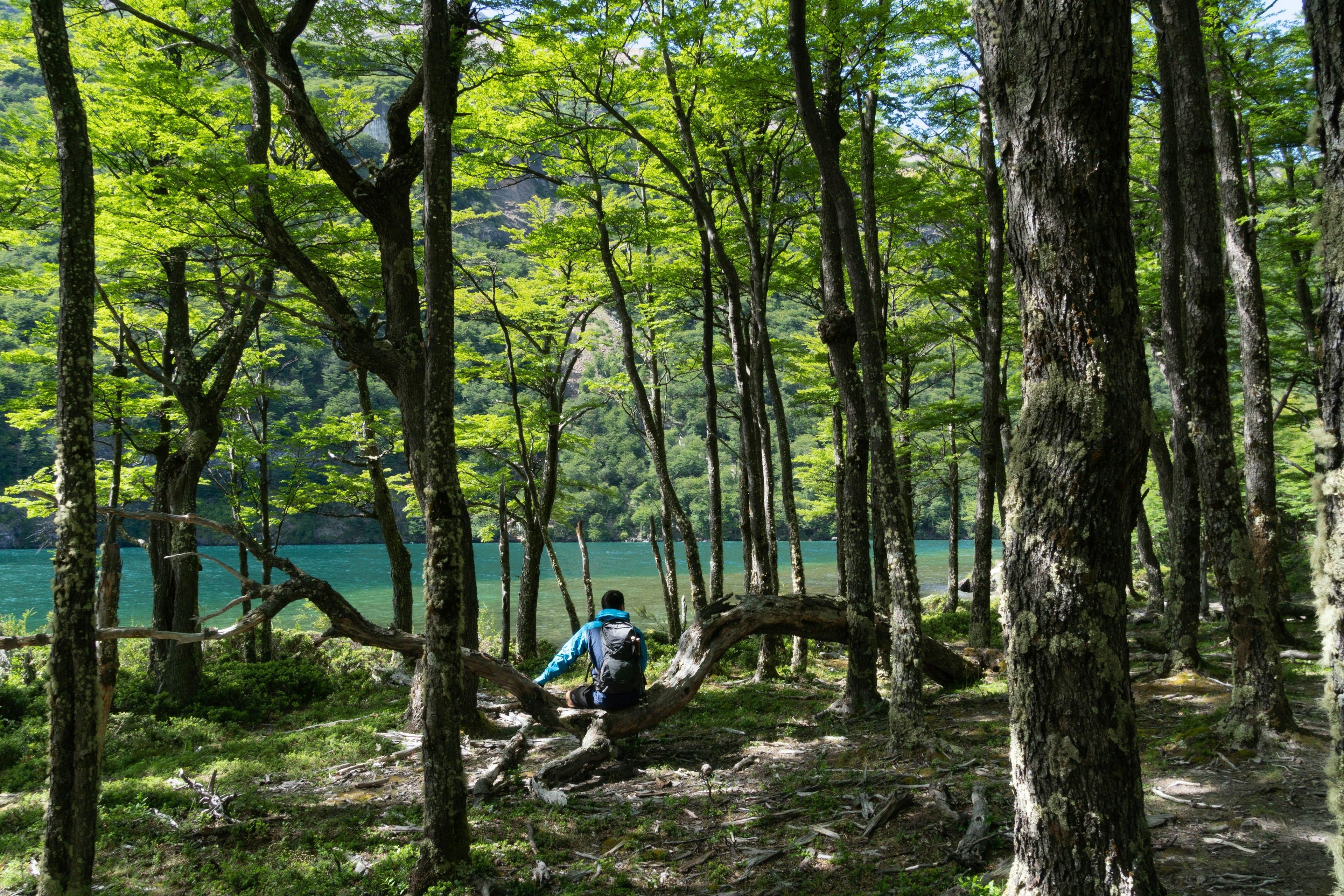 A hiker stops in a glen of trees next to a blue river in a forest at Lago del Desierto, Patagonia, Argentina