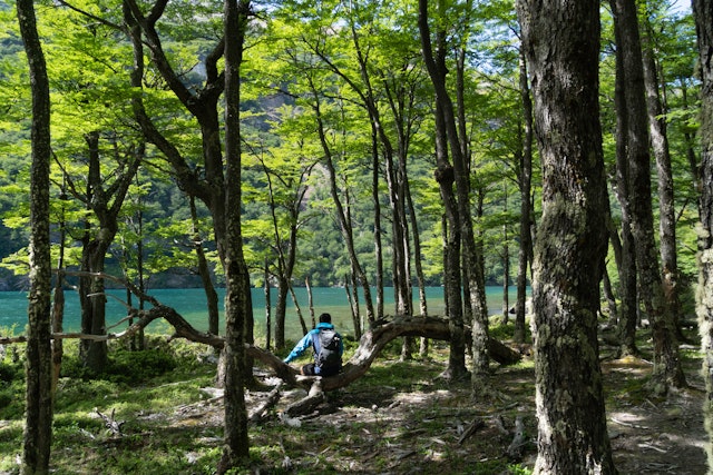 A hiker stops in a glen of trees next to a blue river in a forest at Lago del Desierto, Patagonia, Argentina