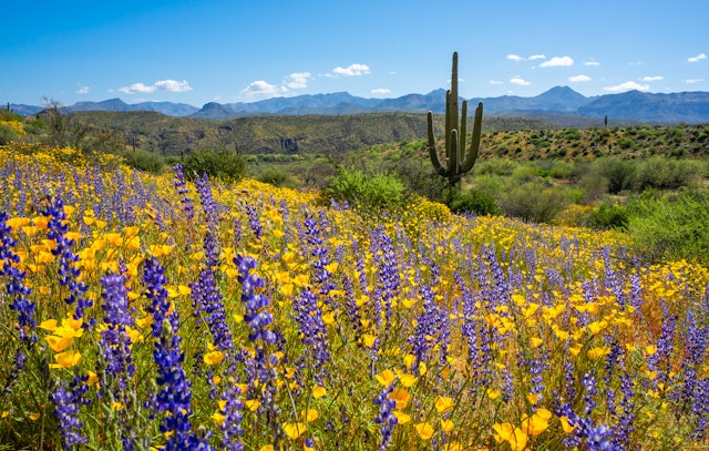 Blooming lupines and poppies and tall saguaro cactus in spring at Horseshoe Reservoir in Tonto National Forest, Arizona