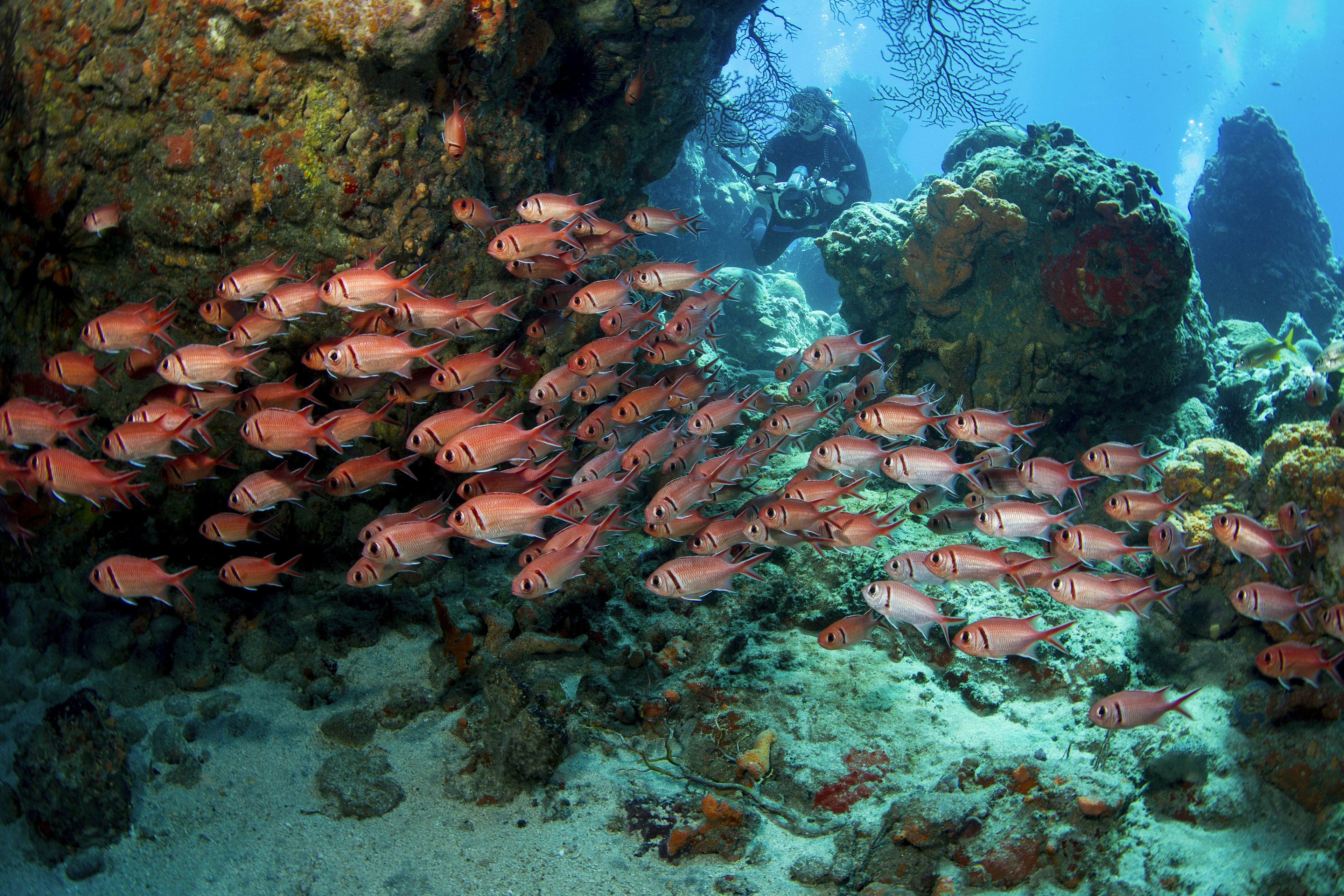 Large school of brightly colored Blackbar soldierfish swirl around an underwater pinnacle as a scuba diver watches on