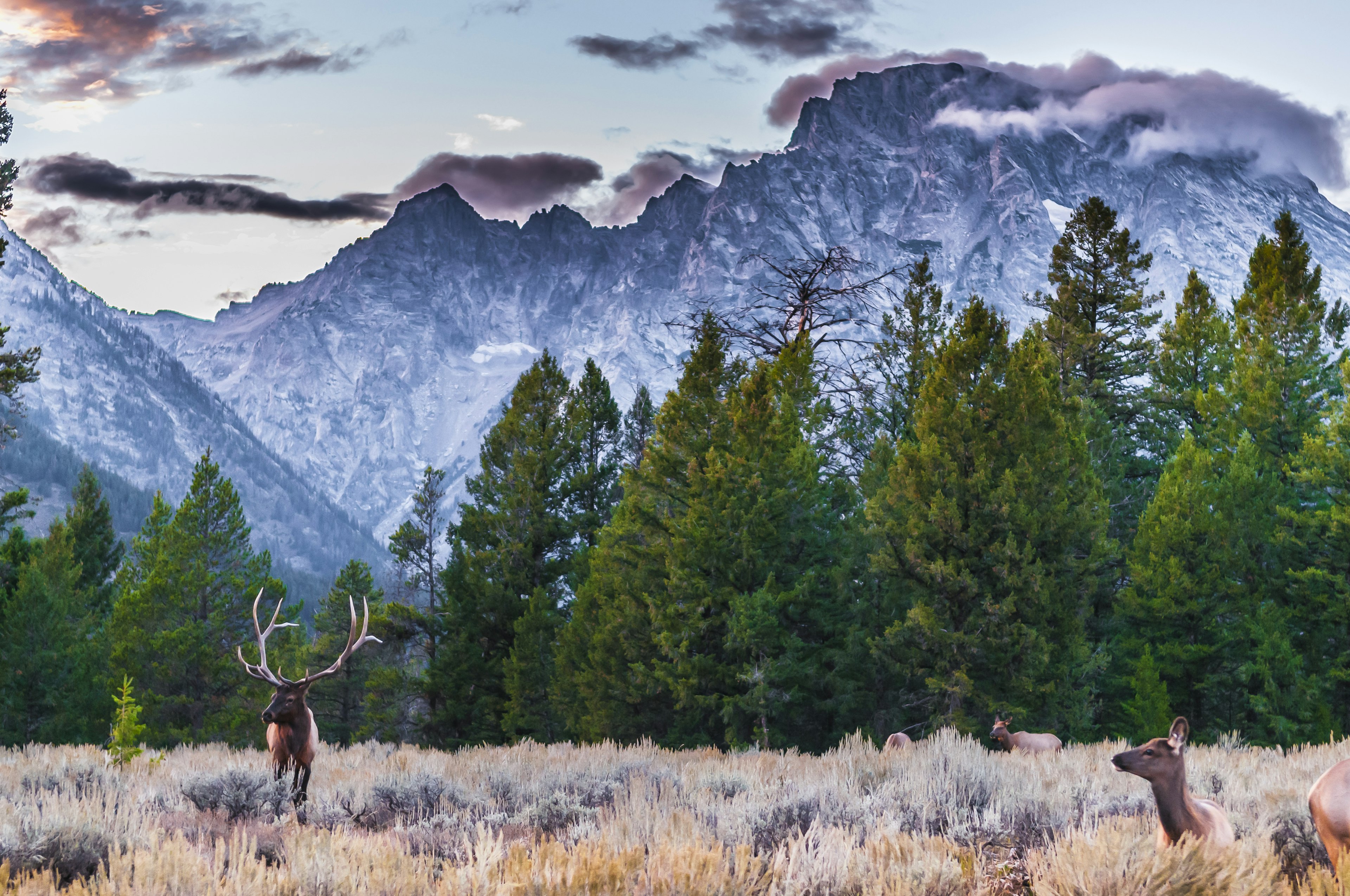 A herd of elk in a meadow below a snowy mountain peak