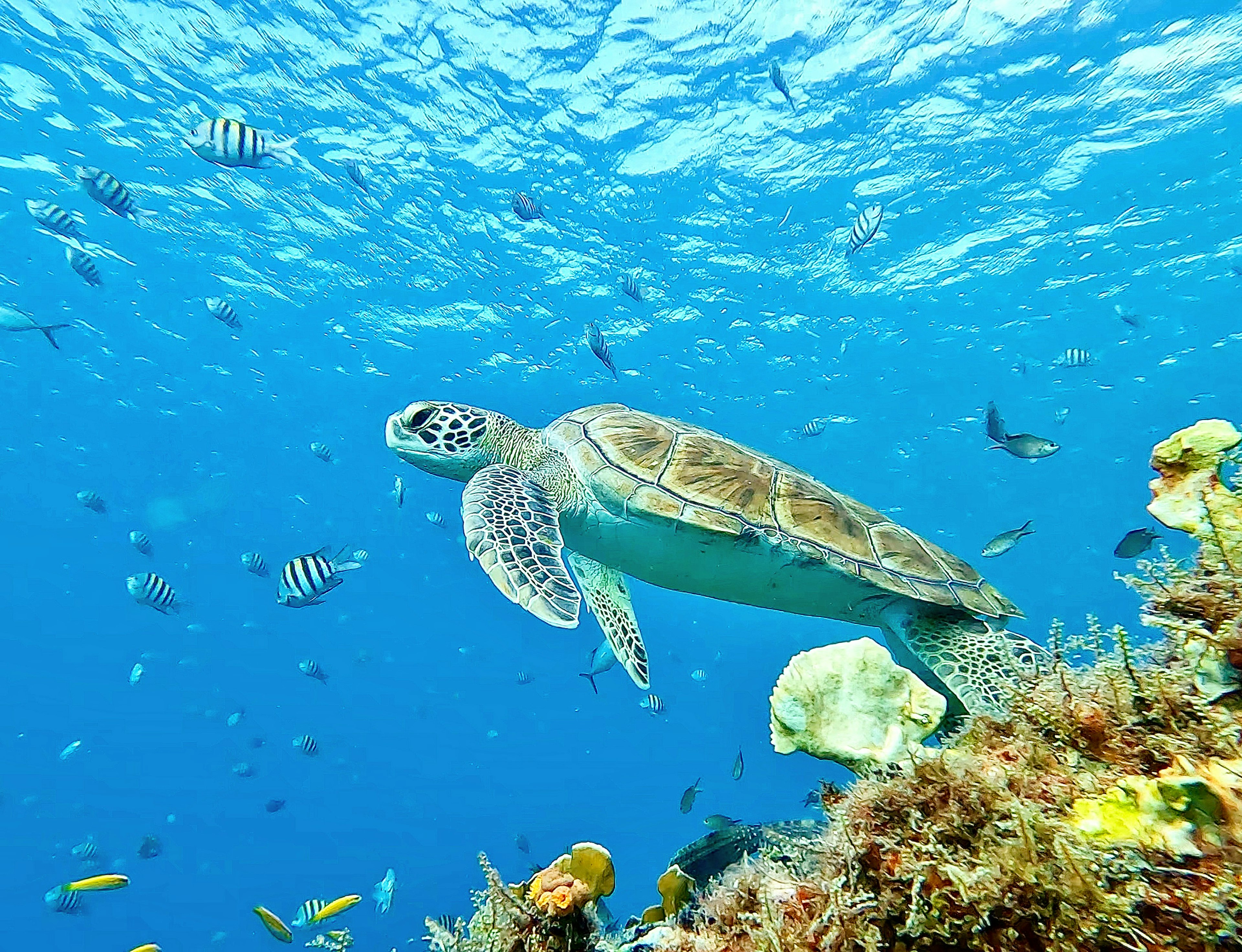 A green turtle swims near a colorful color reef and amid striped tropical fish, near Barbados