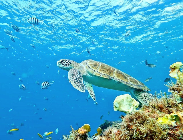 A green turtle swims near a colorful color reef and amid striped tropical fish, near Barbados