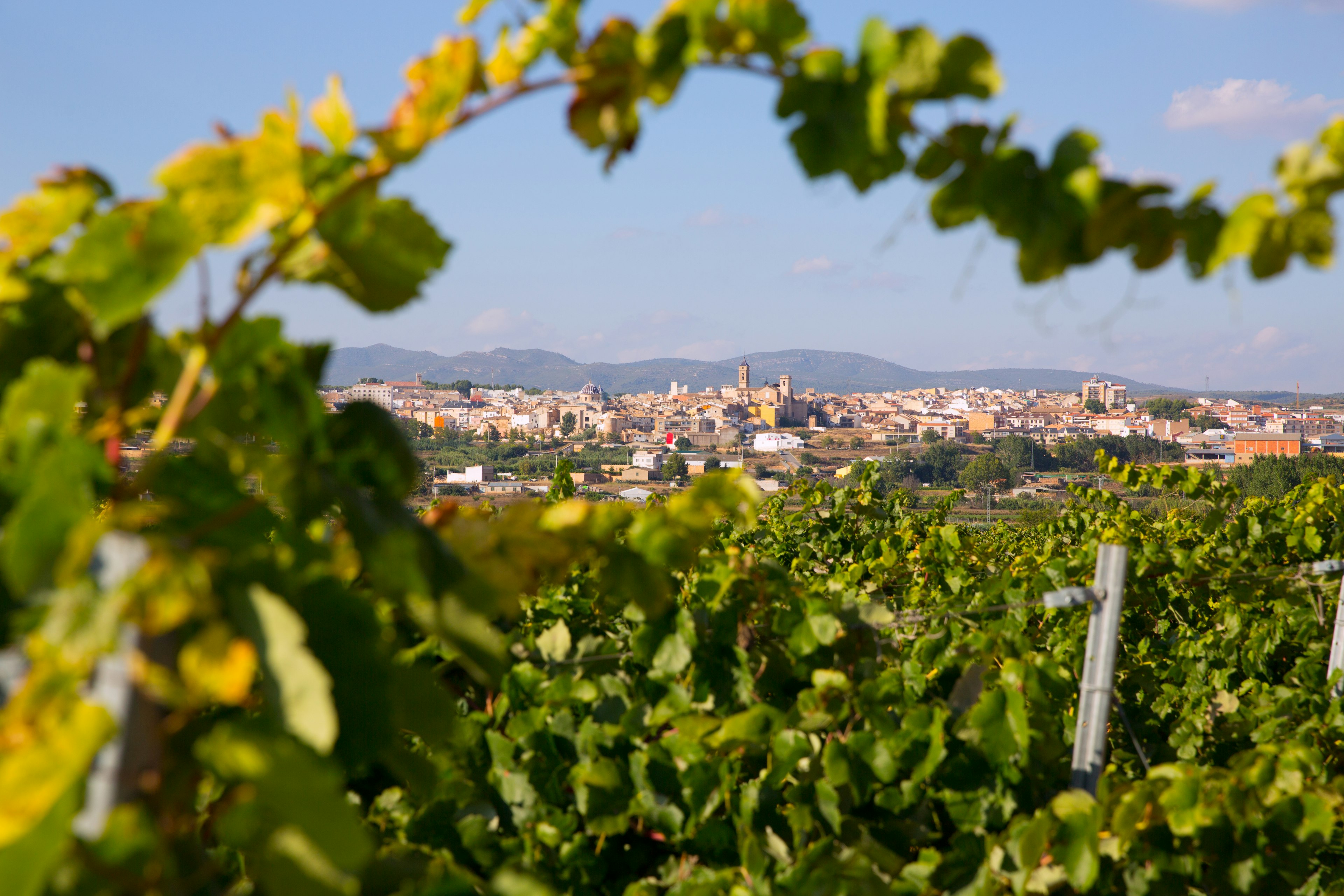 Row of green vines in a vineyard give way to a city landscape