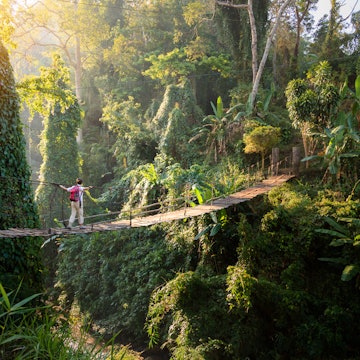 Backpacker on suspension bridge in rainforest