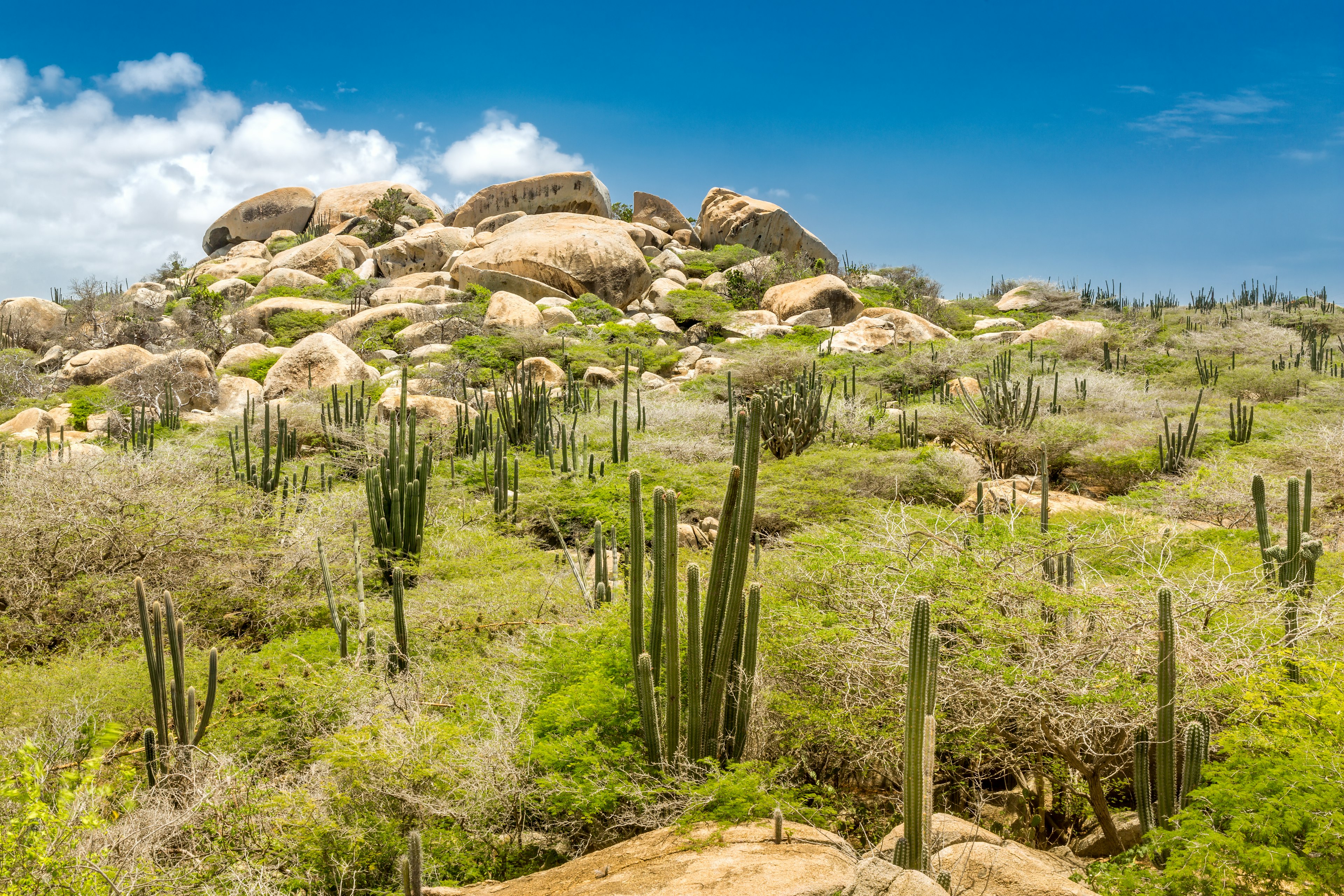 Ayo Rock formation and typical cacti under a blue sky at Arikok National Park, Aruba