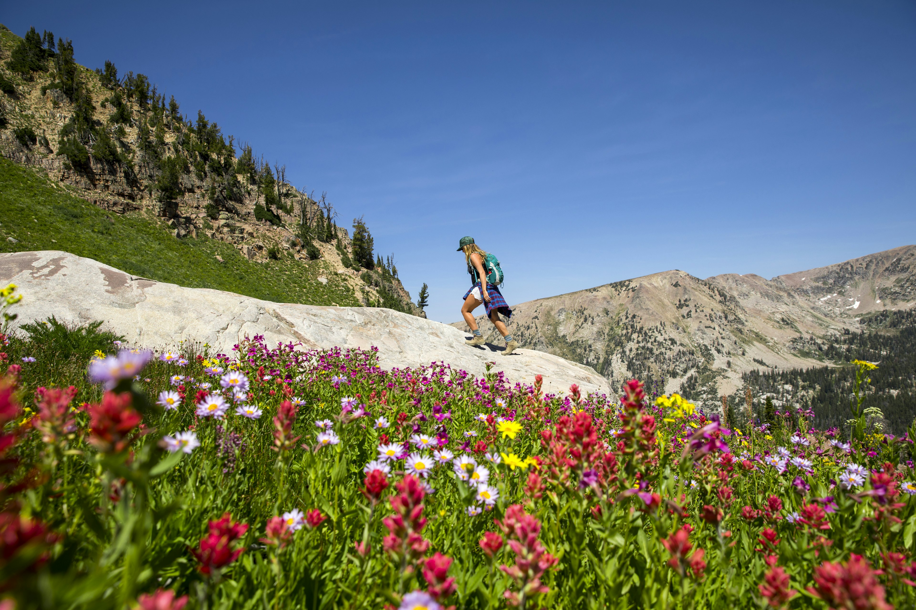 A woman hikes up a steep mountain trail surrounded by wildflowers on a sunny day