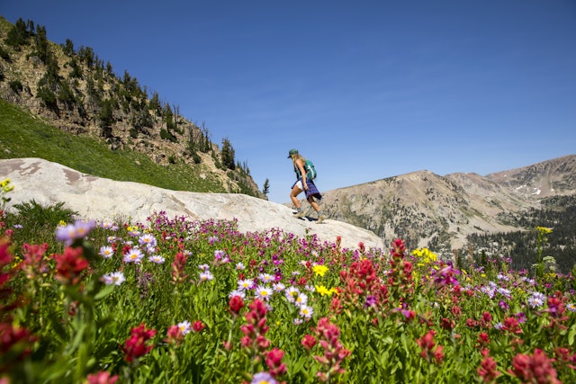 A woman hikes up a steep mountain trail surrounded by wildflowers on a sunny day
