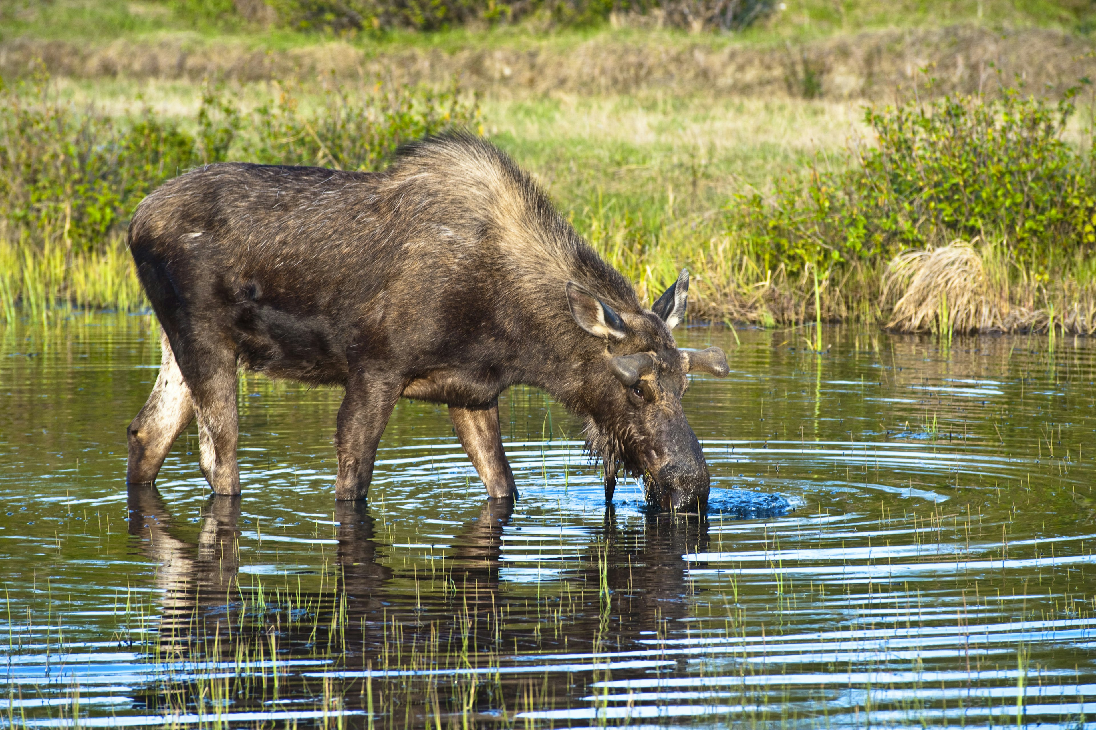 A young bull moose foraging for food in a pond near the Tony Knowles Coastal Trail in Kincaid Park during spring in Alaska.