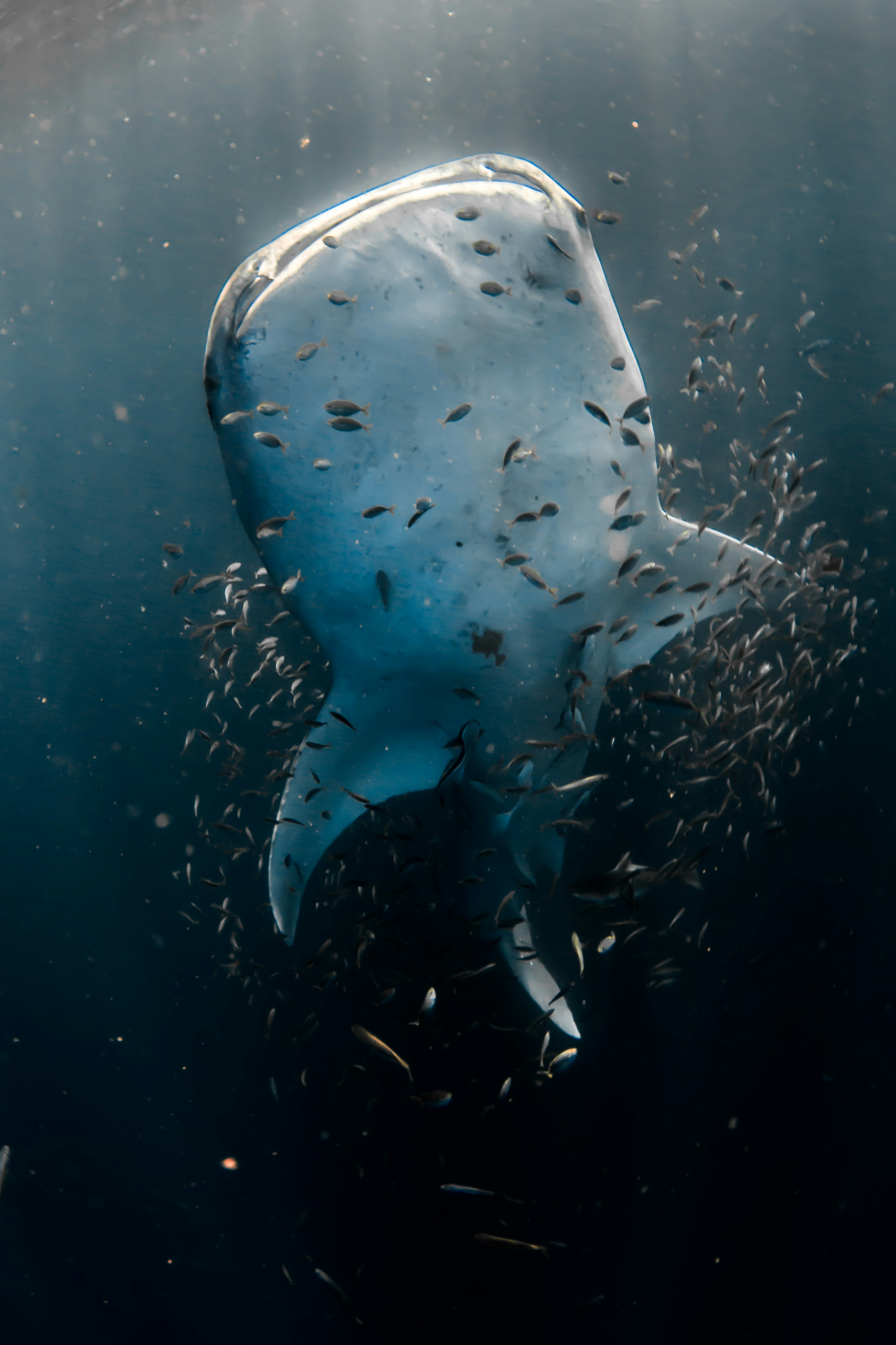 Large whale shark surrounded by pilot fish at Ningaloo Reef