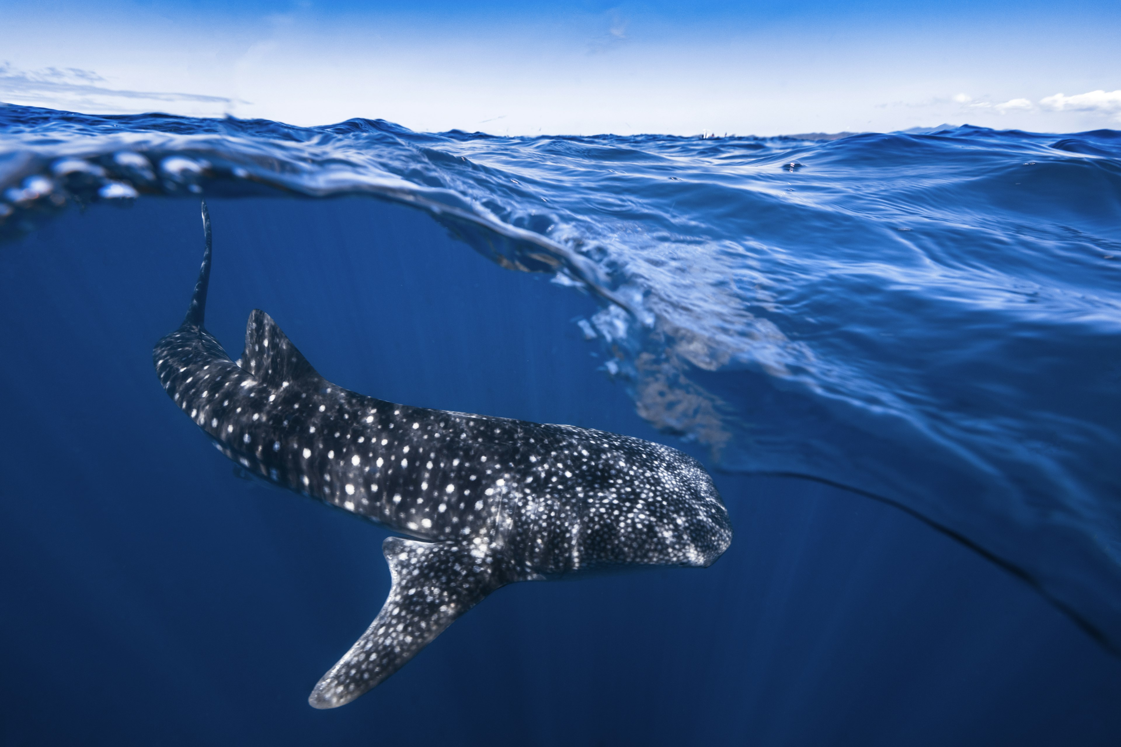 An image of a whale shark with the camera half in and half out of the water, showing the large fish under the surface and the sky above the waterline.