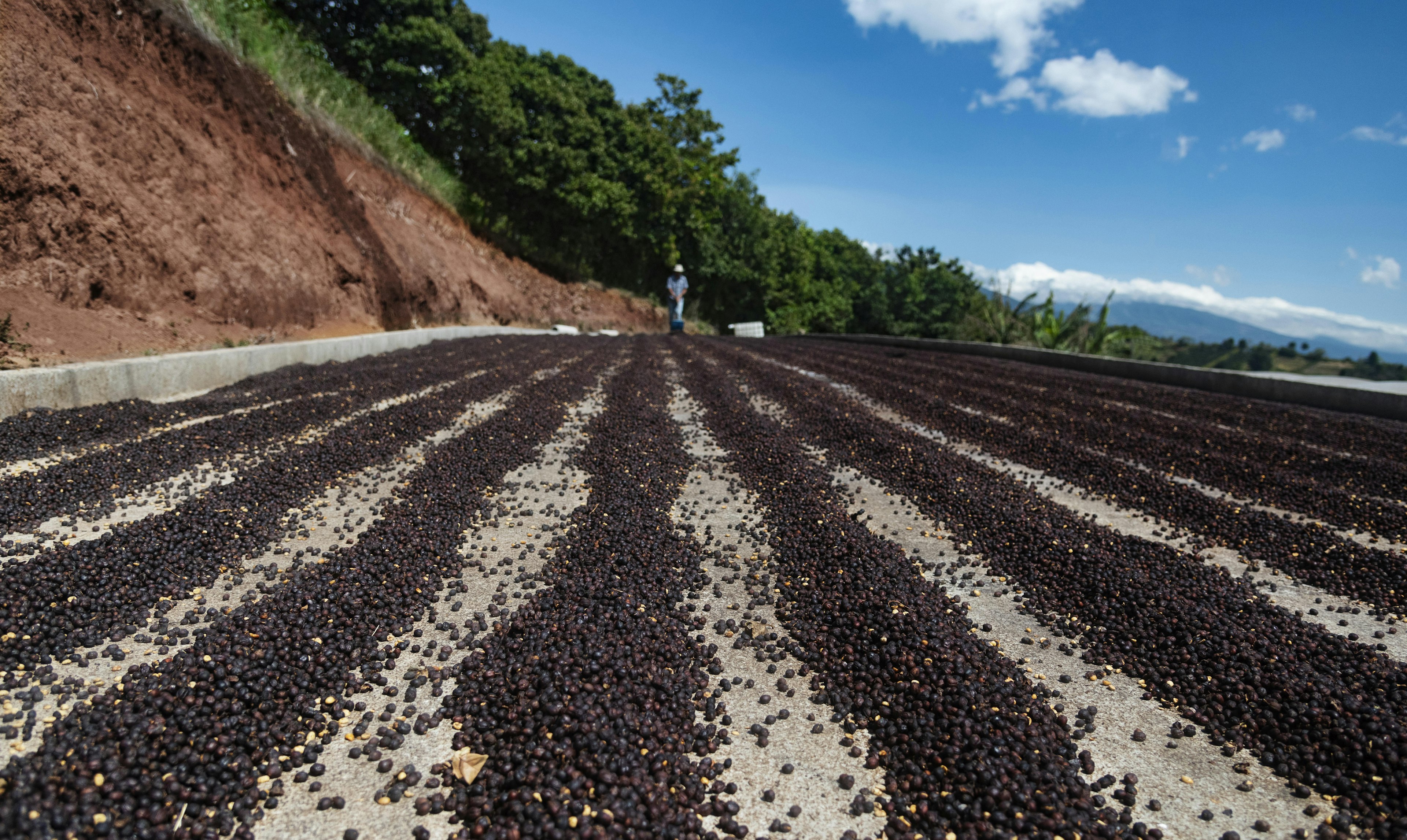 Rows of coffee beans dry on a concrete surface in Costa Rica.