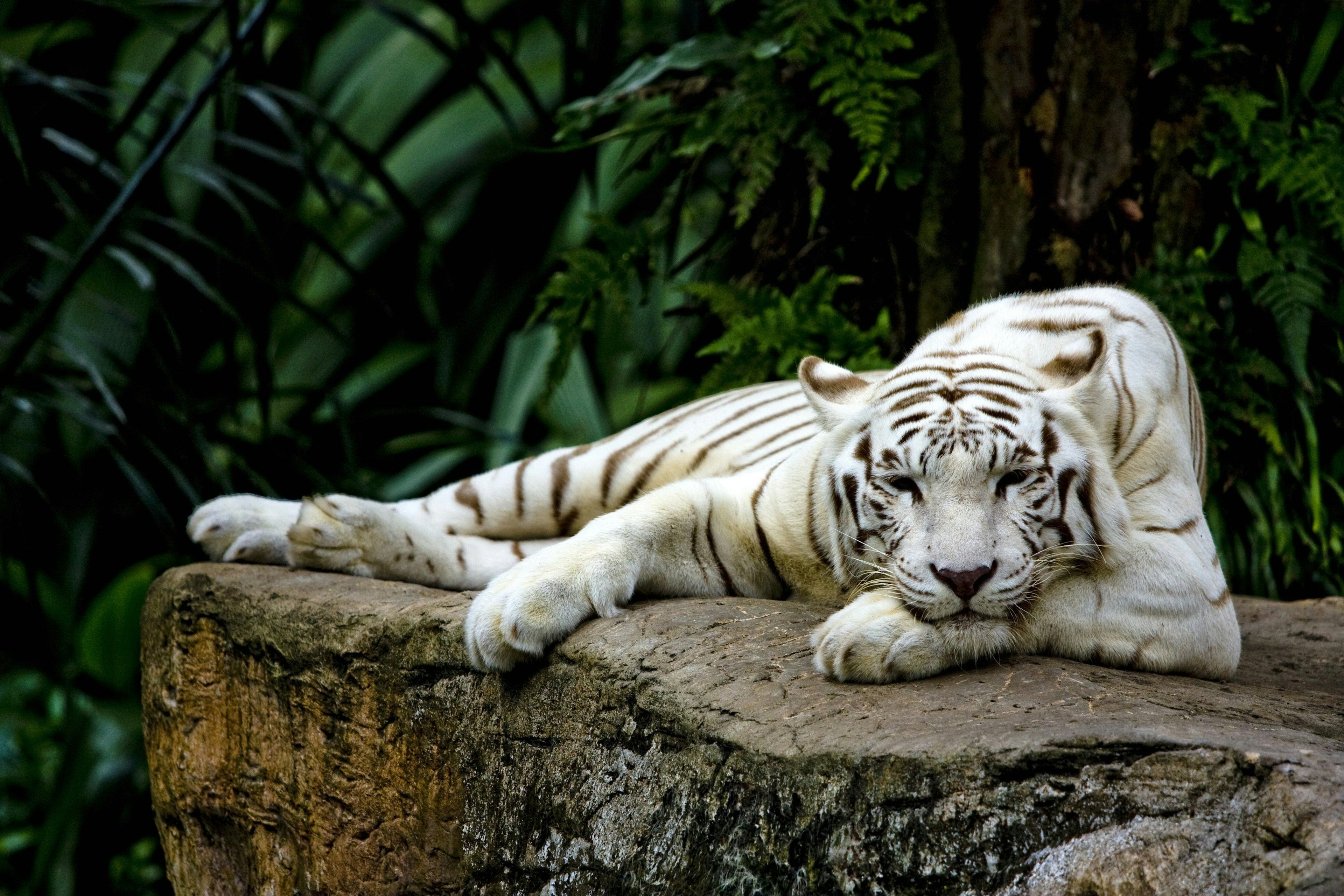 A white tiger laying down on a rock with lush trees in the background.