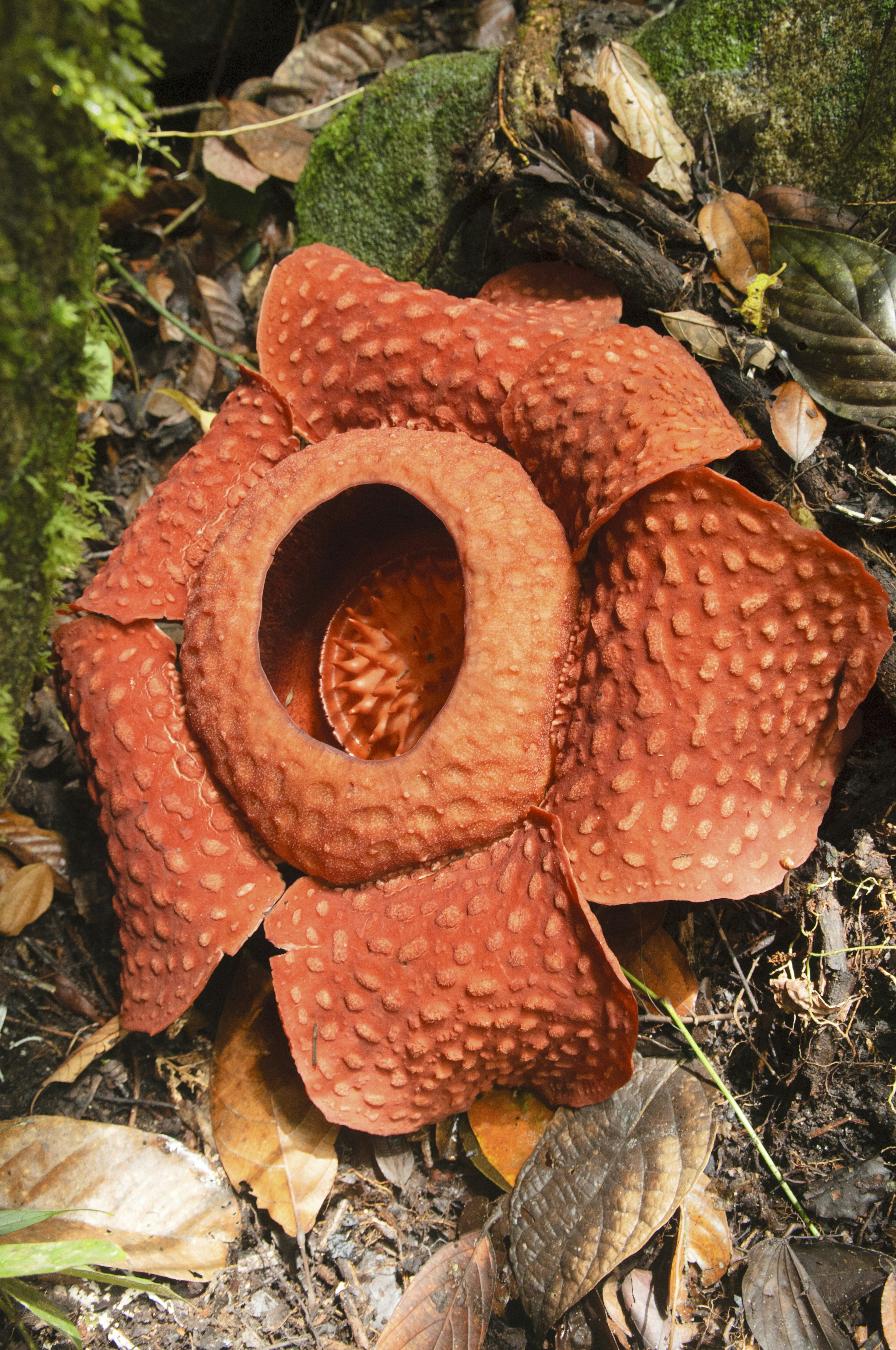 Rafflesia tuan-mudae, the world largest flower in Gunung Gading National Park in Sarawak, Borneo, Malaysia.