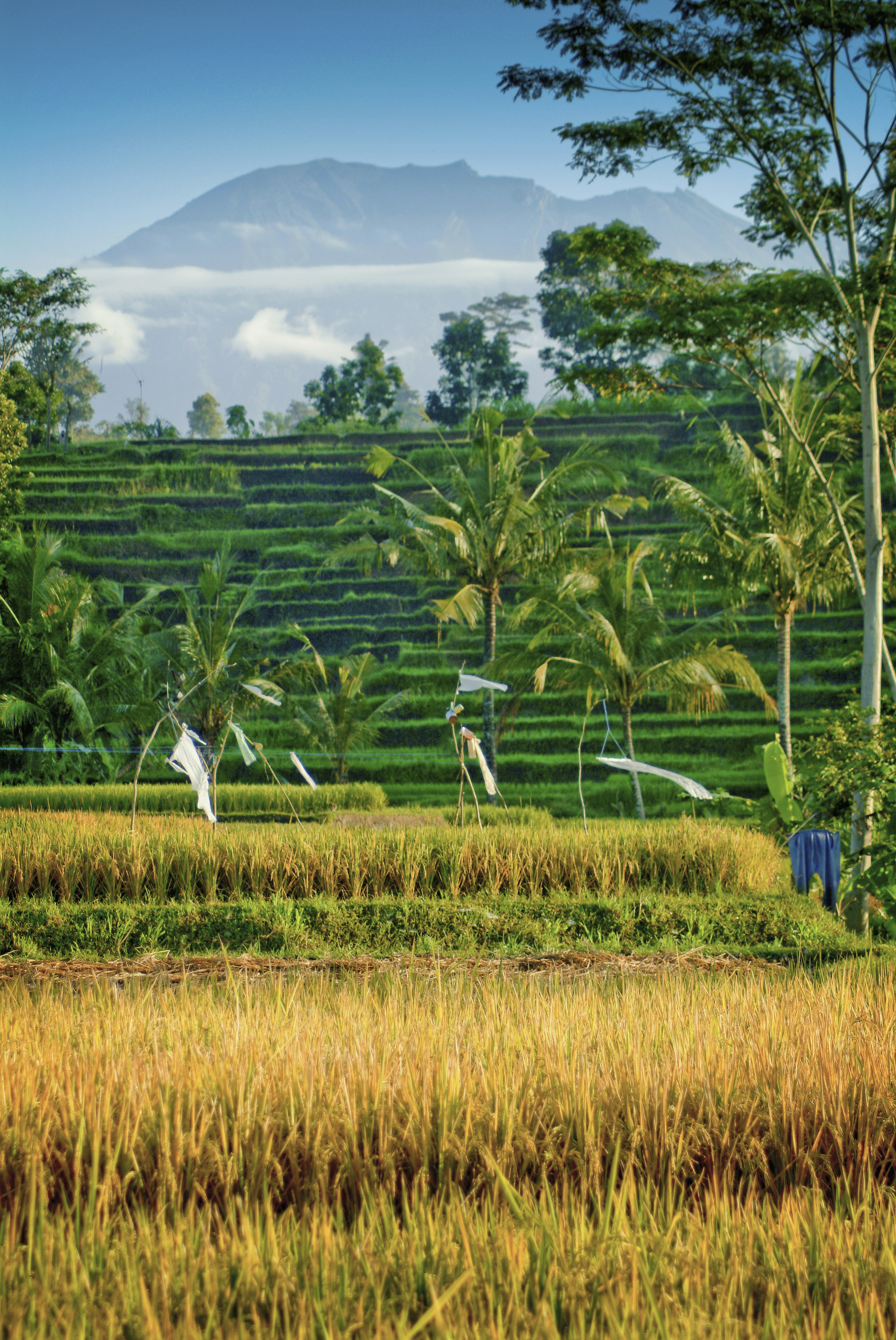 Rice fields and volcanoes like Gunung Agung form a wonderful backdrop to hikes around Sideman.