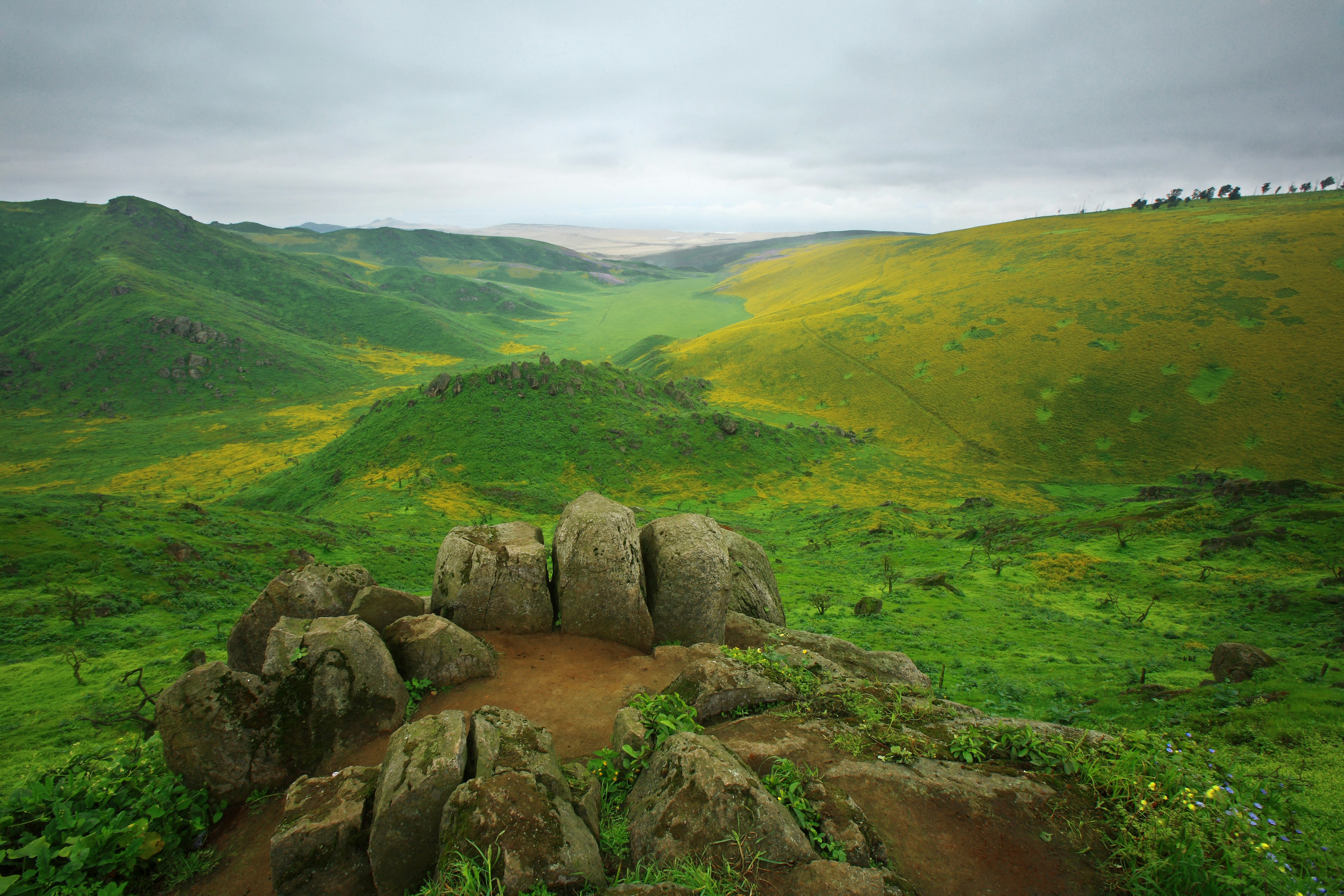 Rolling green hills in Lomas de Lachay National Reserve in Peru