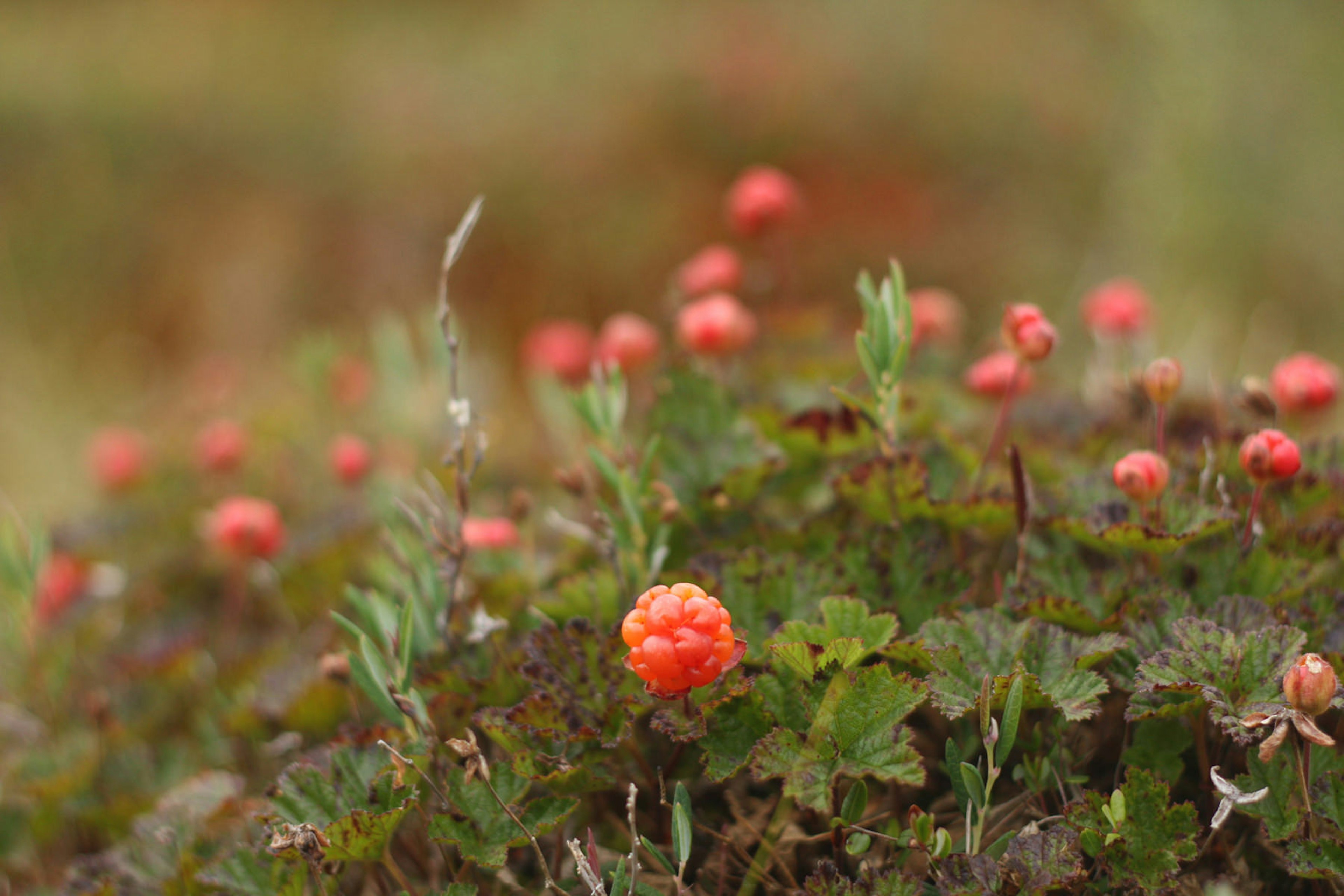 Close up image of cloudberries in North Finland.