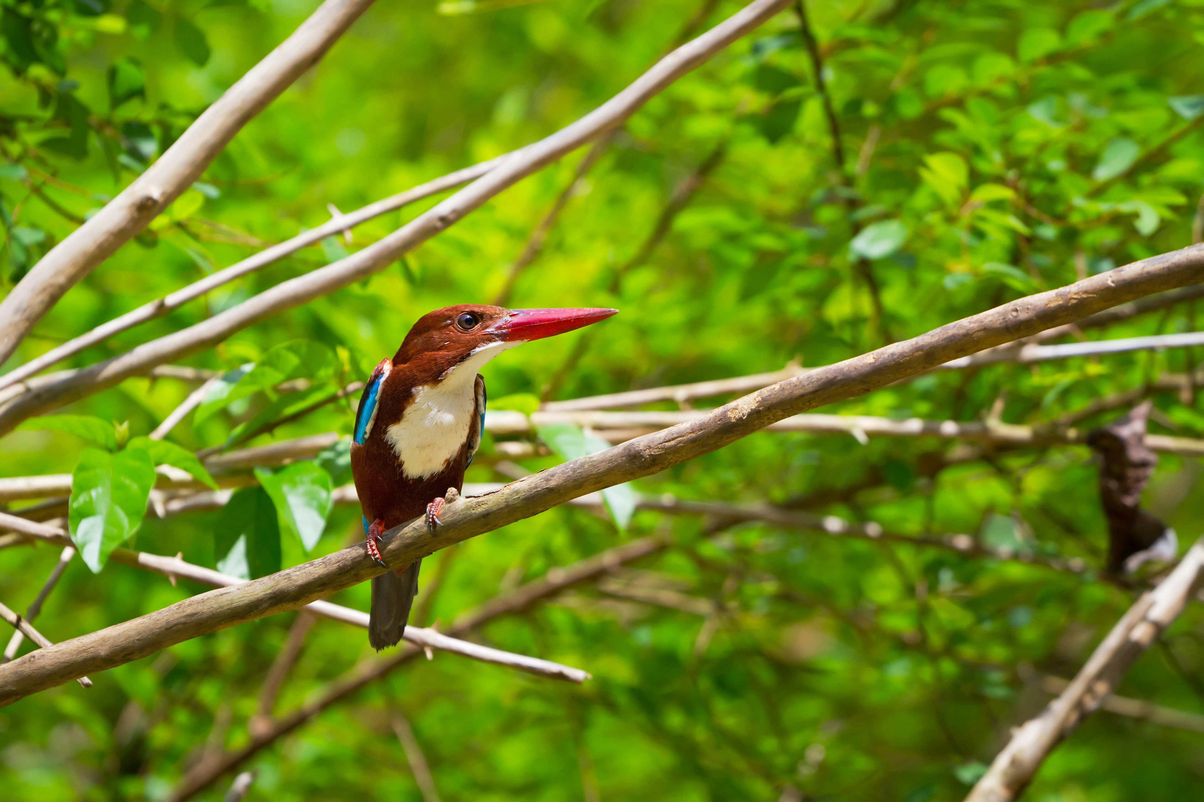 A white-throated kingfisher perched on a branch in Khao Sok National Park