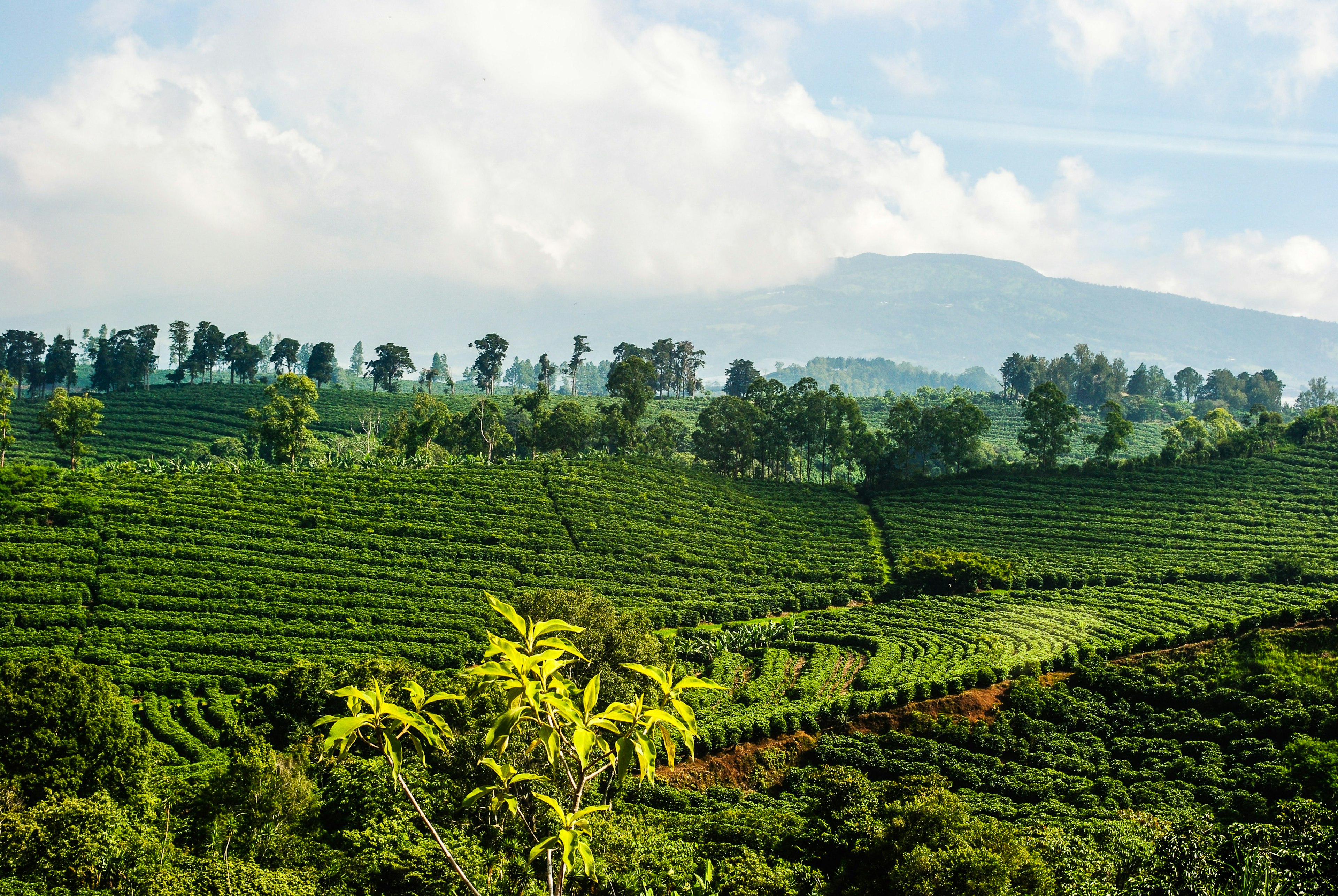 Aerial view of a lush green coffee farm in Costa Rica