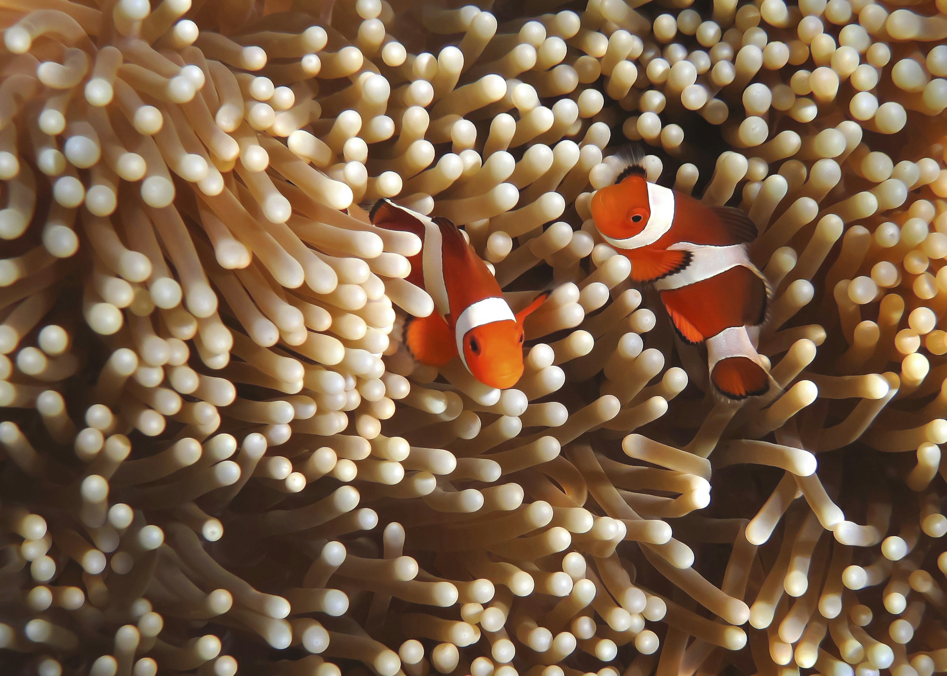 Clownfish in coral garden.