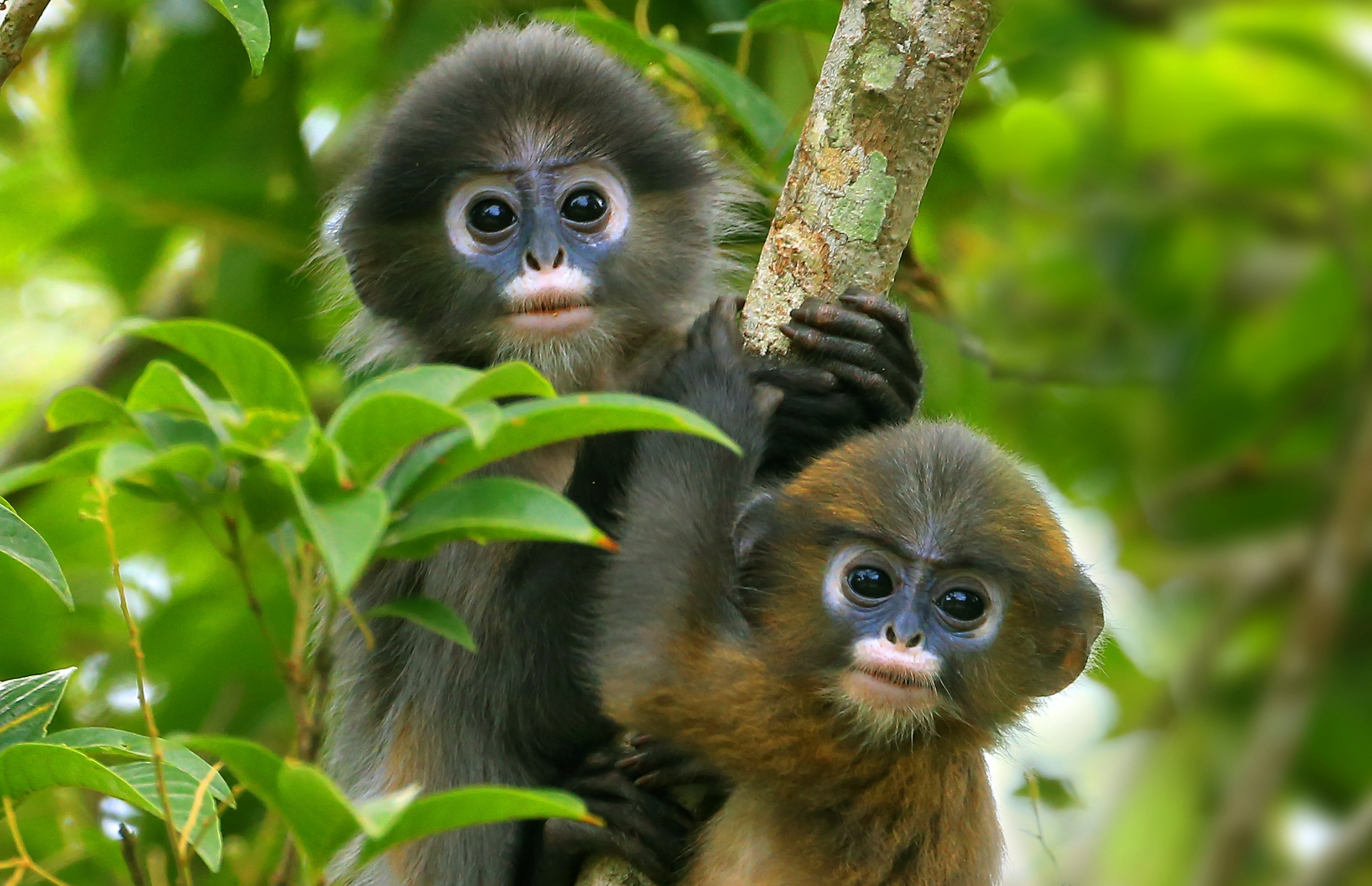 Two langurs on a branch looking at the camera.