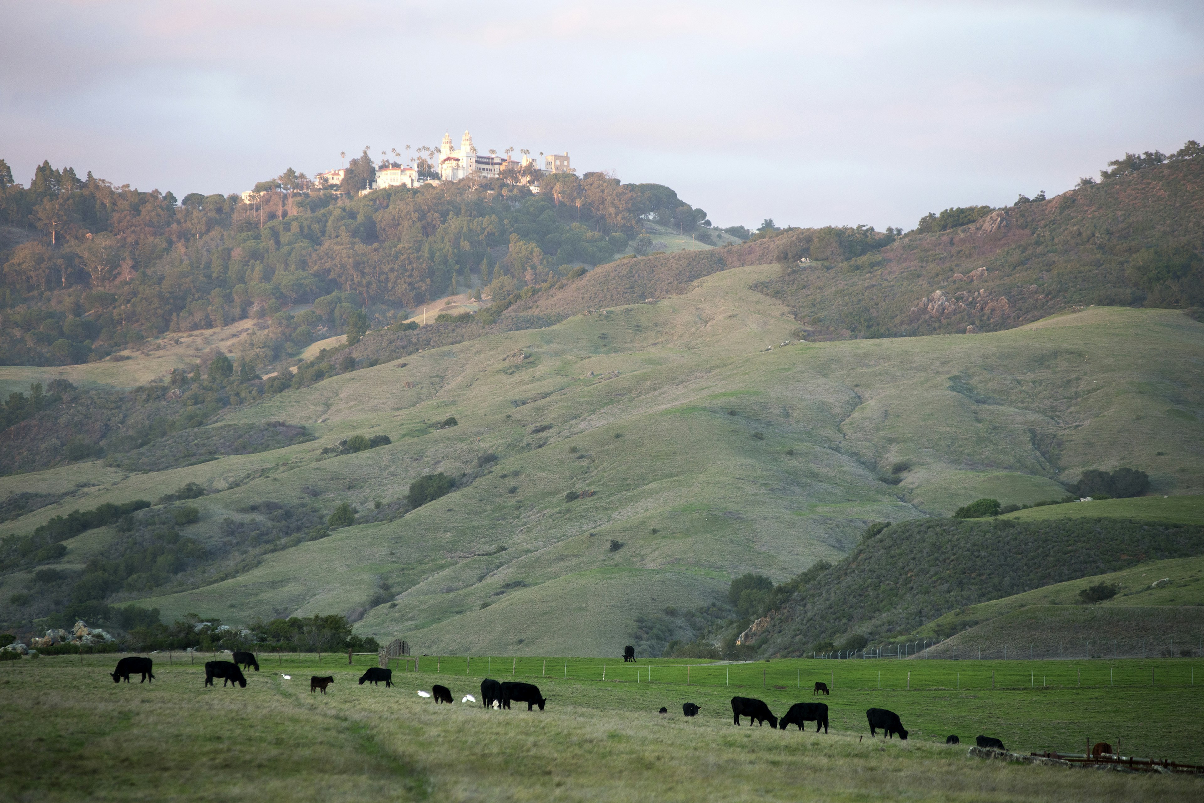 Hearst Castle sits on the top of a grassy hill where cows graze at the base