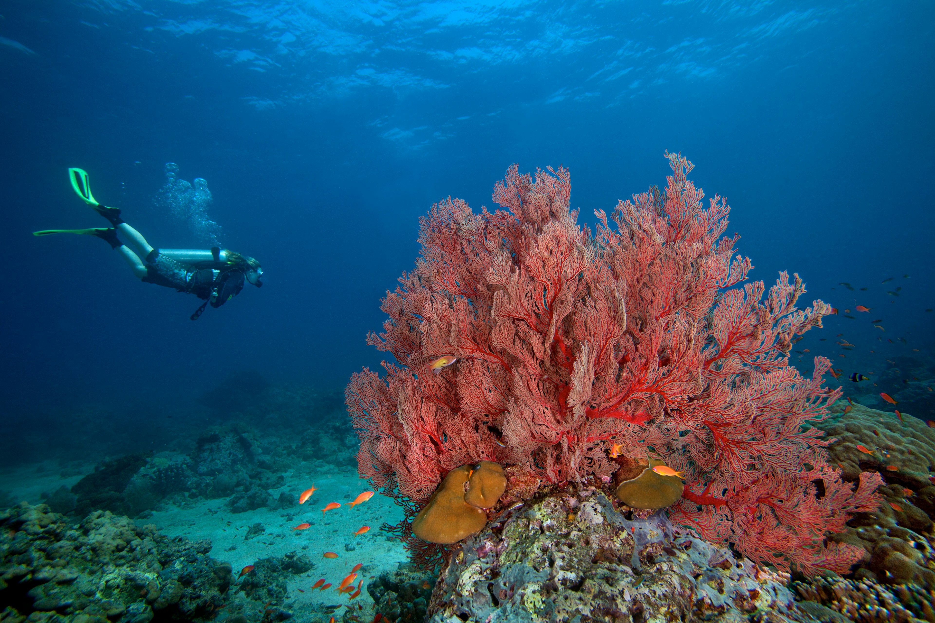 Scuba diver swims toward a giant sea fan just off Havelock Island.