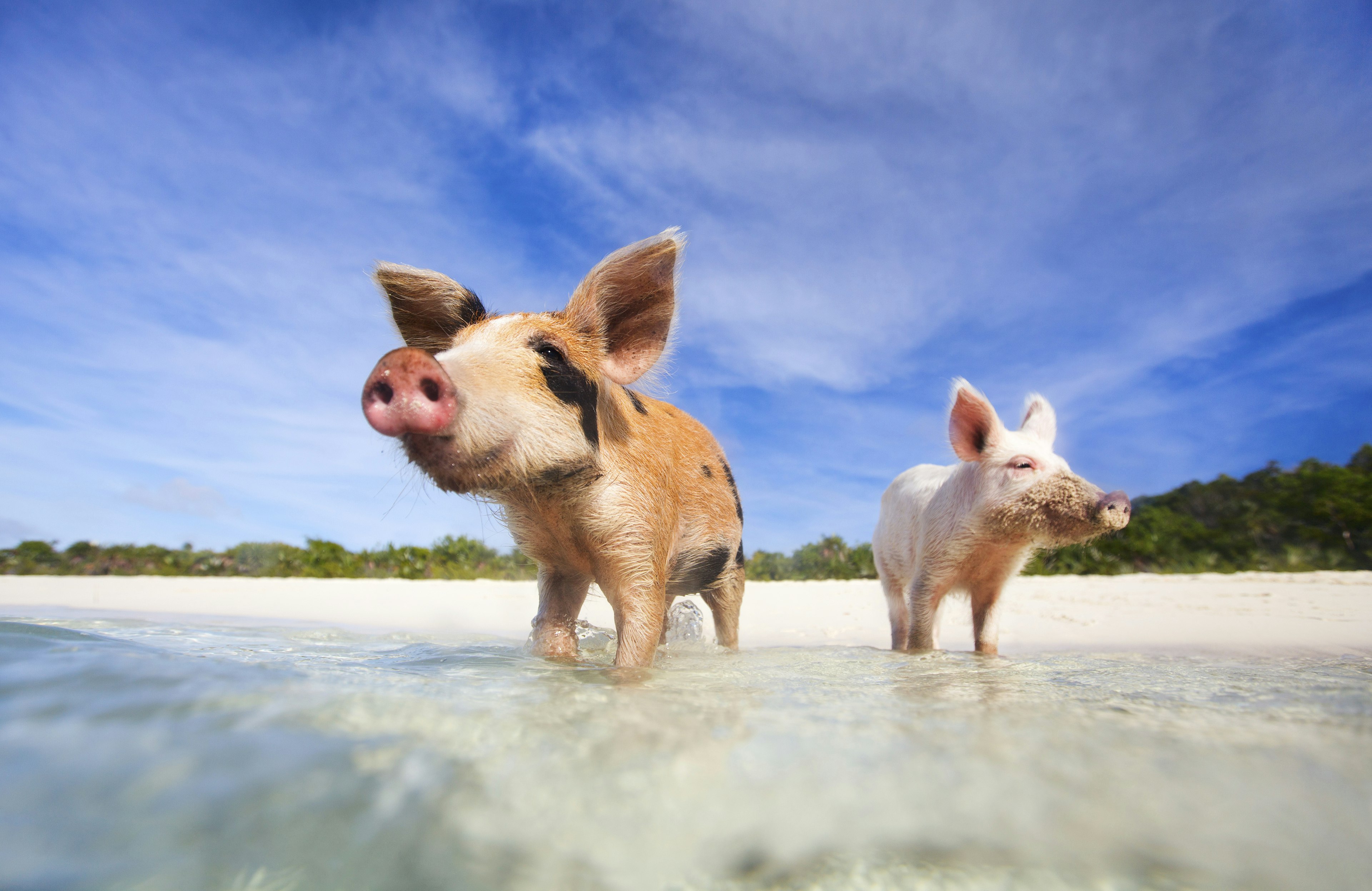 Two pigs wade into the clear Caribbean water on a beach