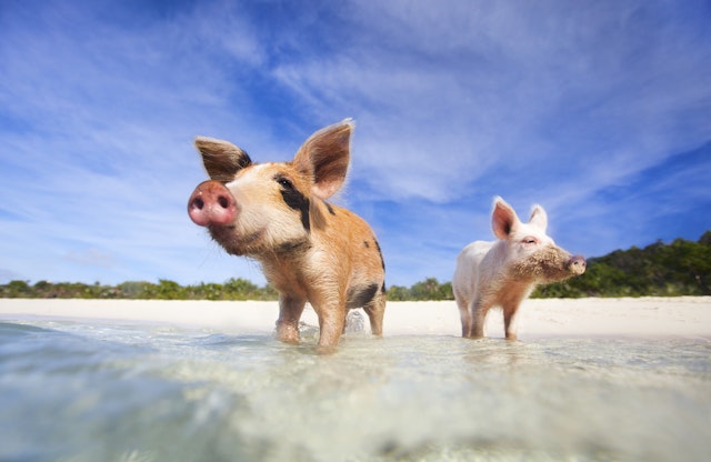Two pigs wade into the clear Caribbean water on a beach