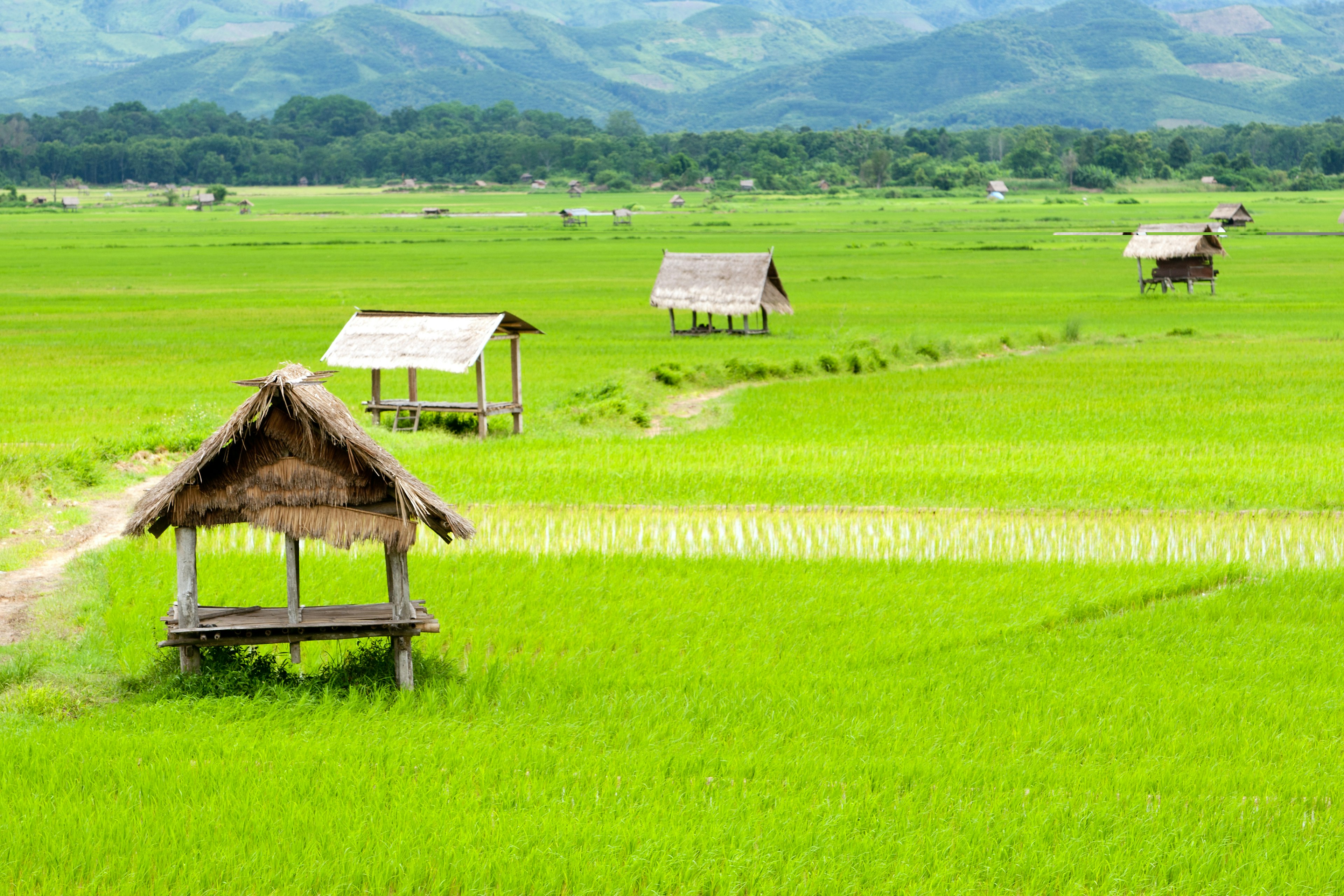 Rice paddy in Luang Namtha valley, Laos.