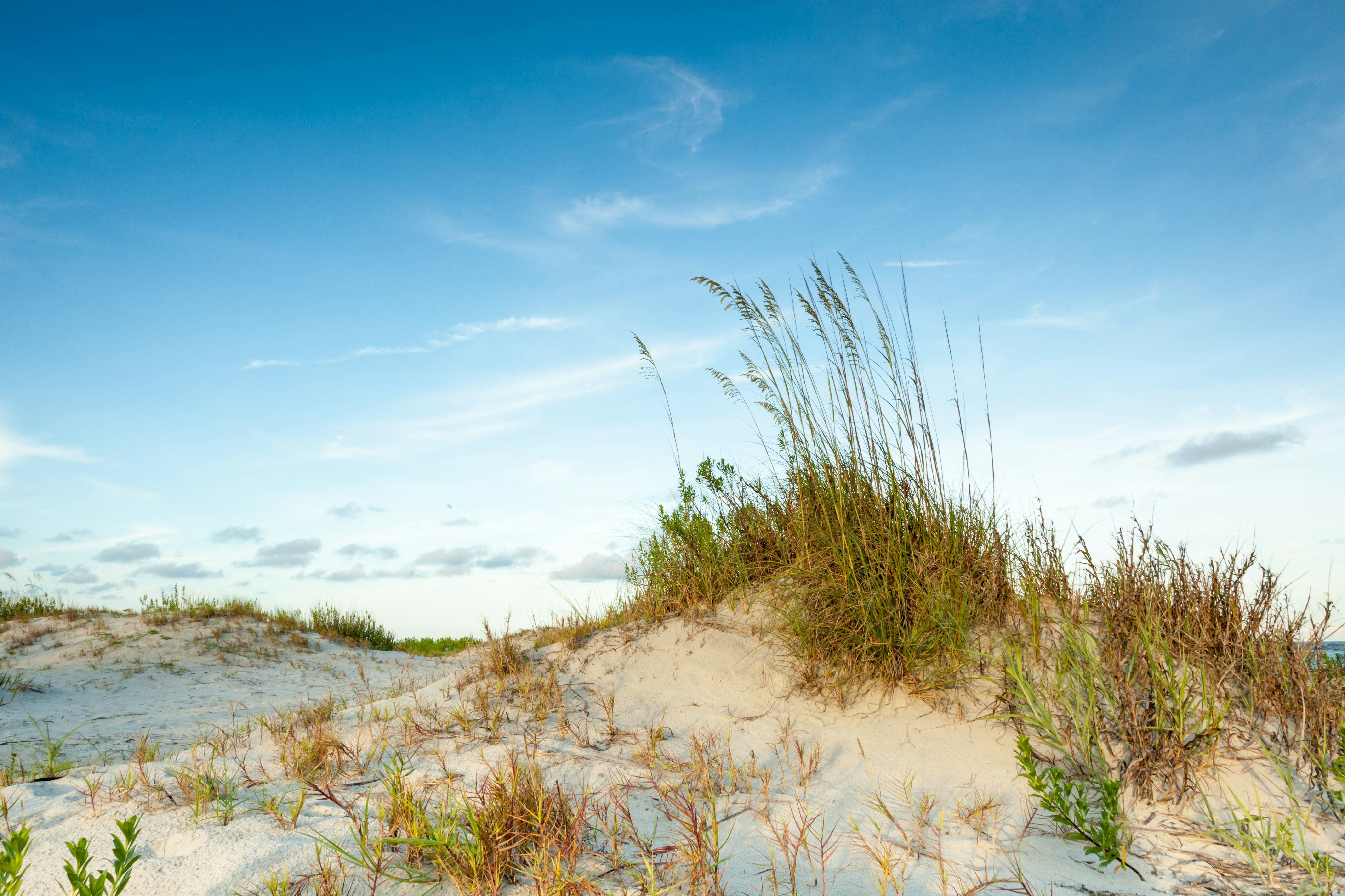 White sand dunes topped with sea oats under a blue sky full of puffy clouds on a sunny day on Jekyll Island