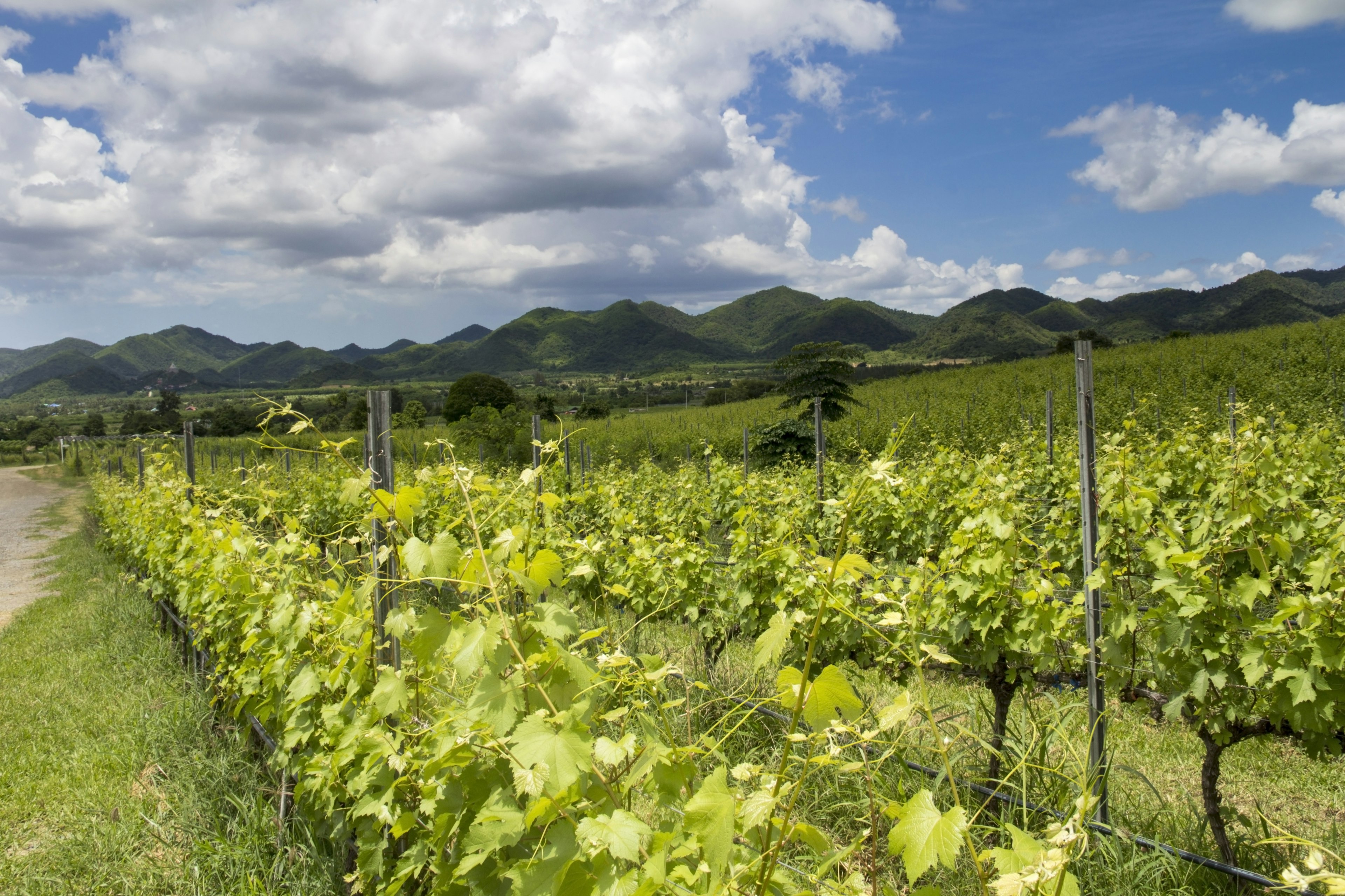 Vines growing at the Hua Hin Hills Vineyard, Hua Hin, Thailand