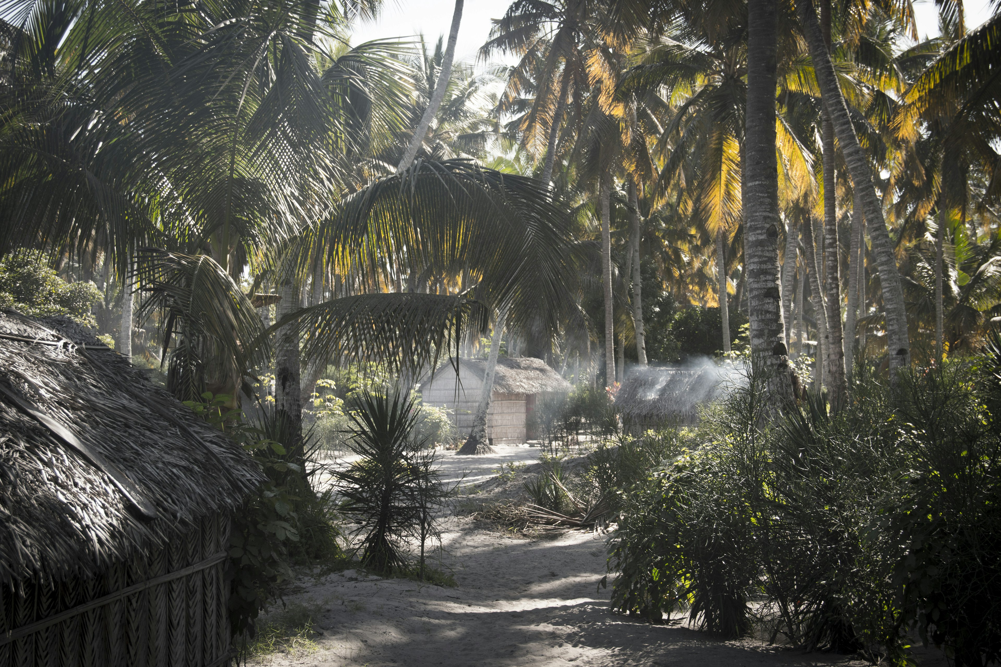 This image looks down a dirt road that winds underneath a canopy of palms towards some simple thatched village huts in Tofo in Inhambane, Mozambique