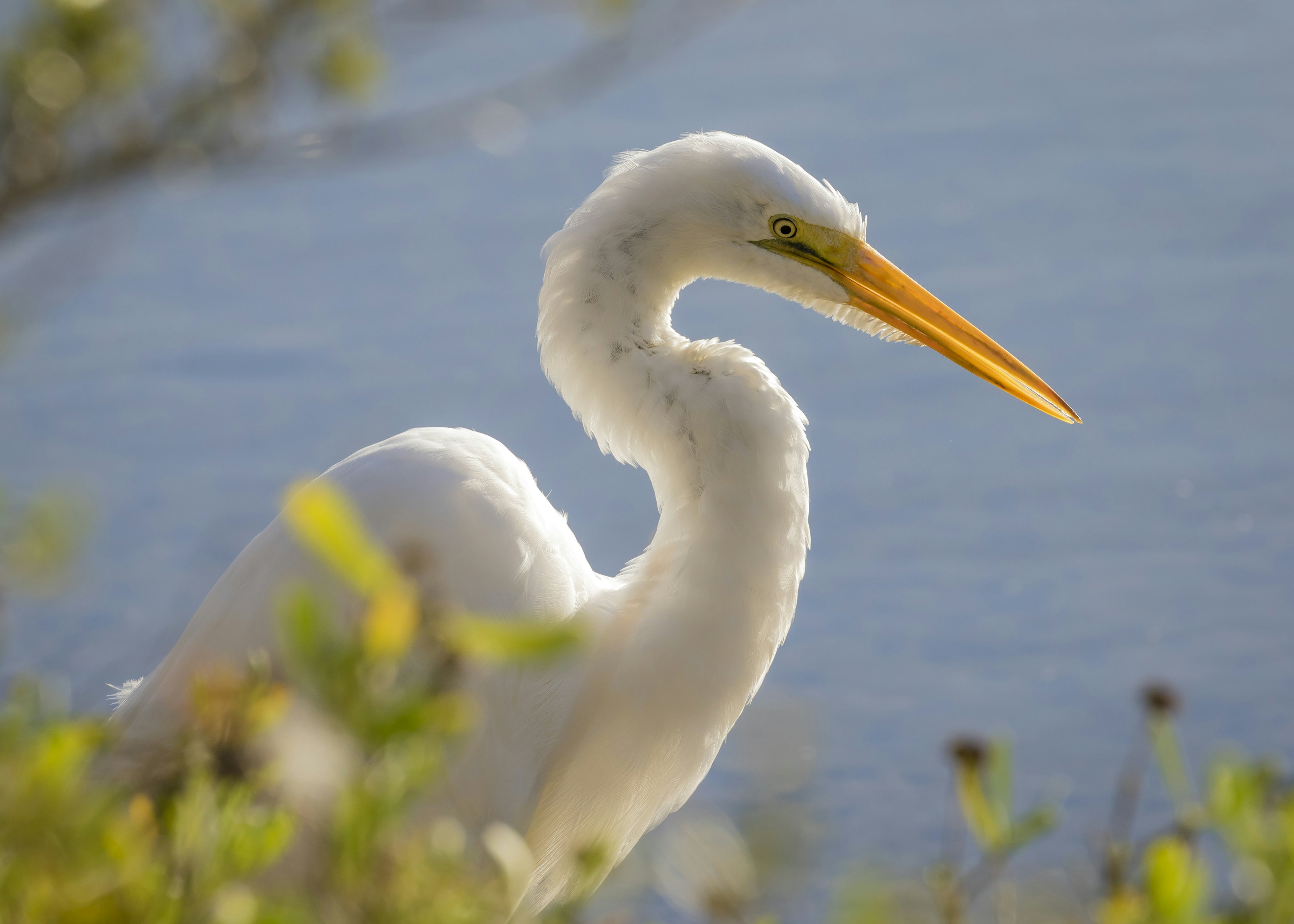 Close-up of white great egret in the water on Jekyll Island on a sunny day