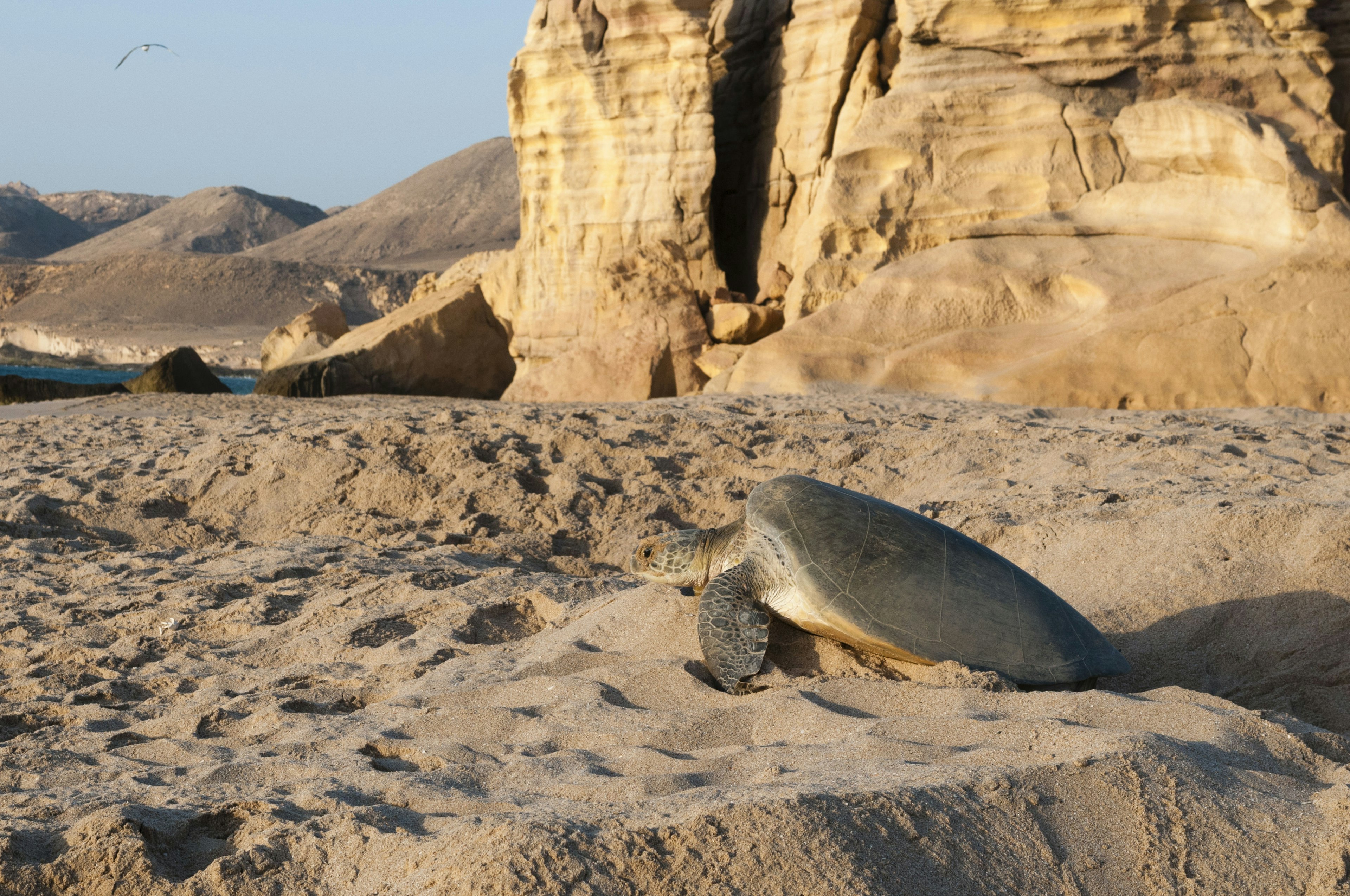 Green sea turtle (Chelonia mydas), Ras Al Jinz, Oman