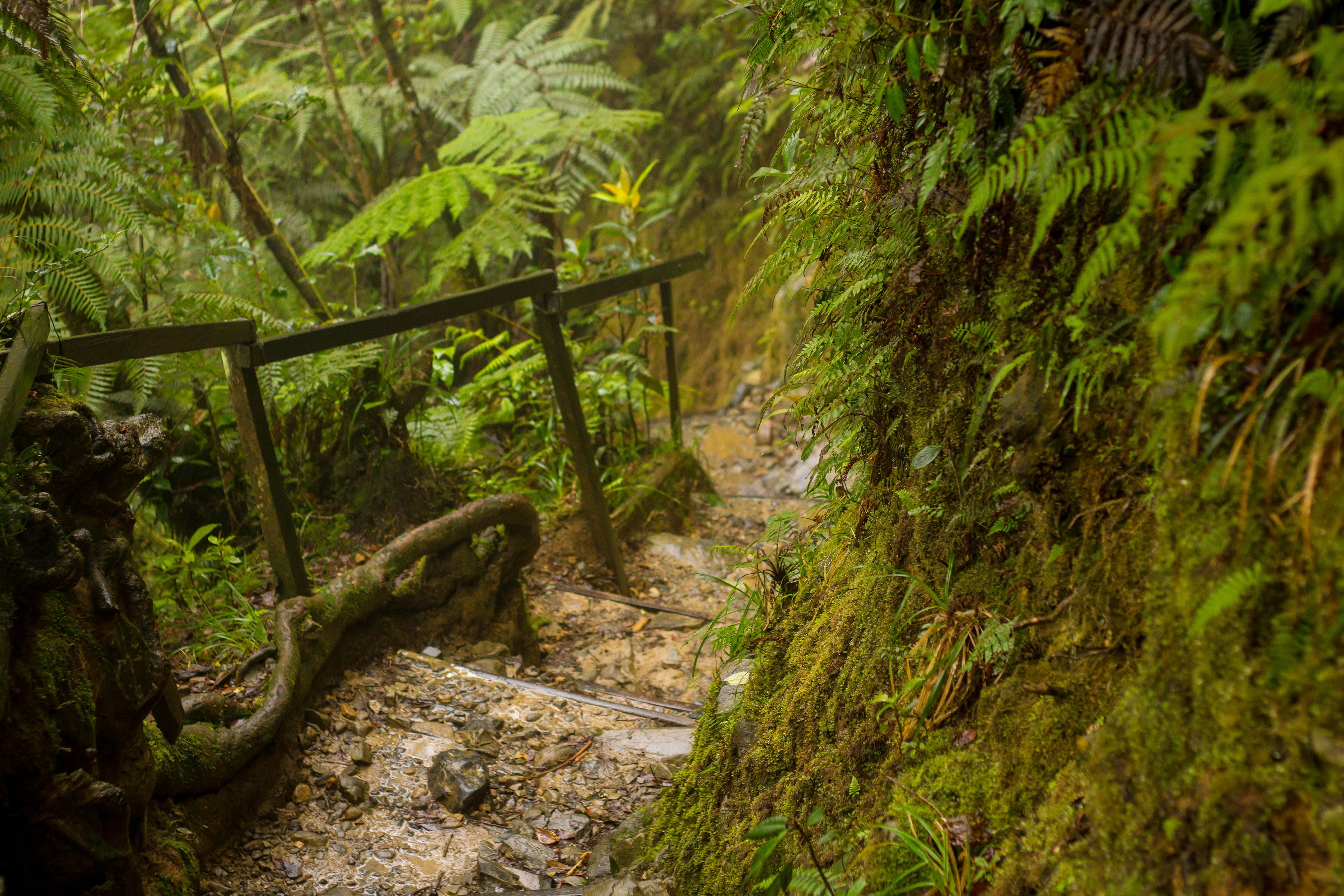 A stepped path up Mount Kinabalu, surrounded by dense green vegetation