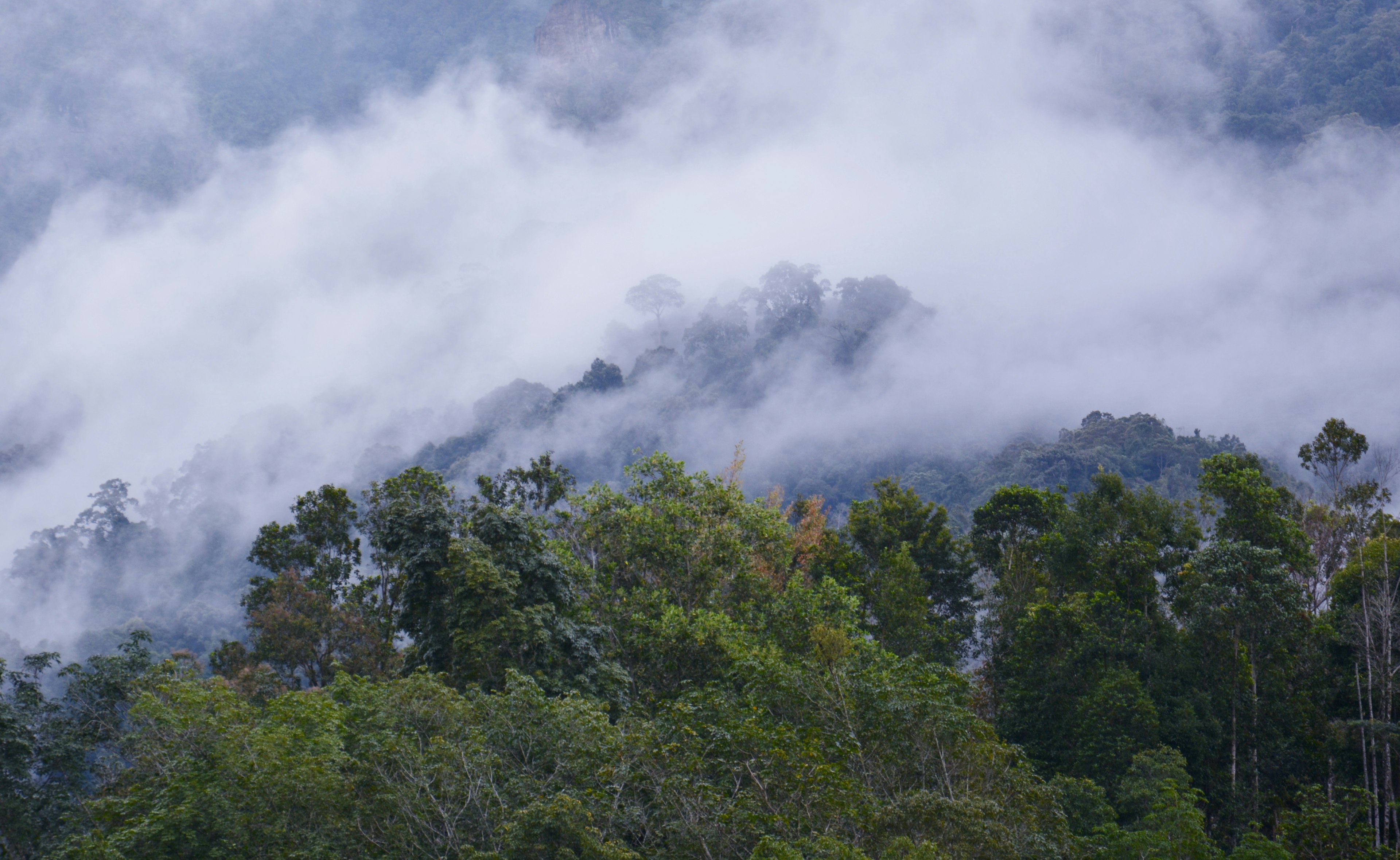 Mist-shrouded forests on Mount Kinabalu